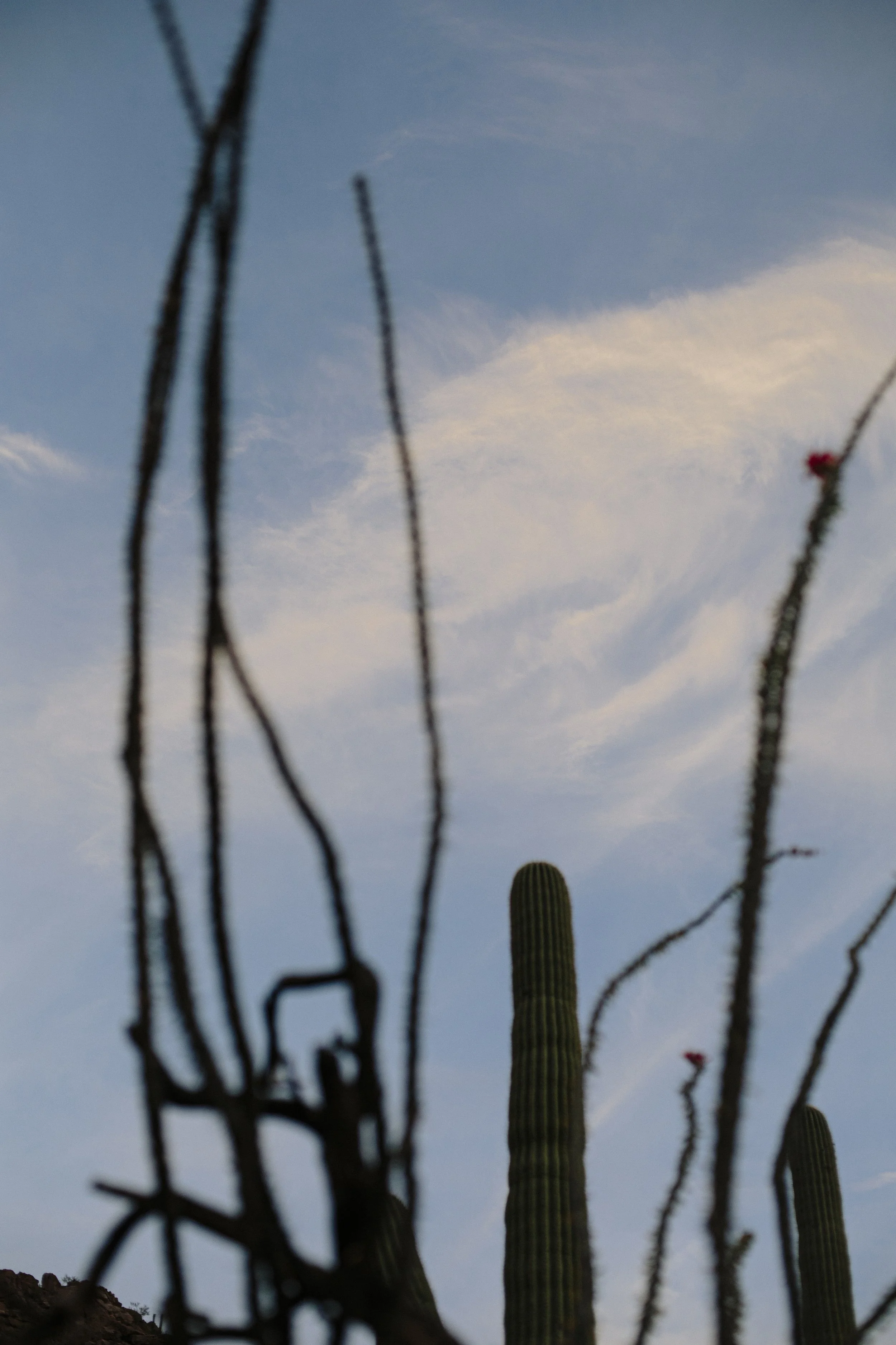 Jessica Sgubin Photography-1.jpg