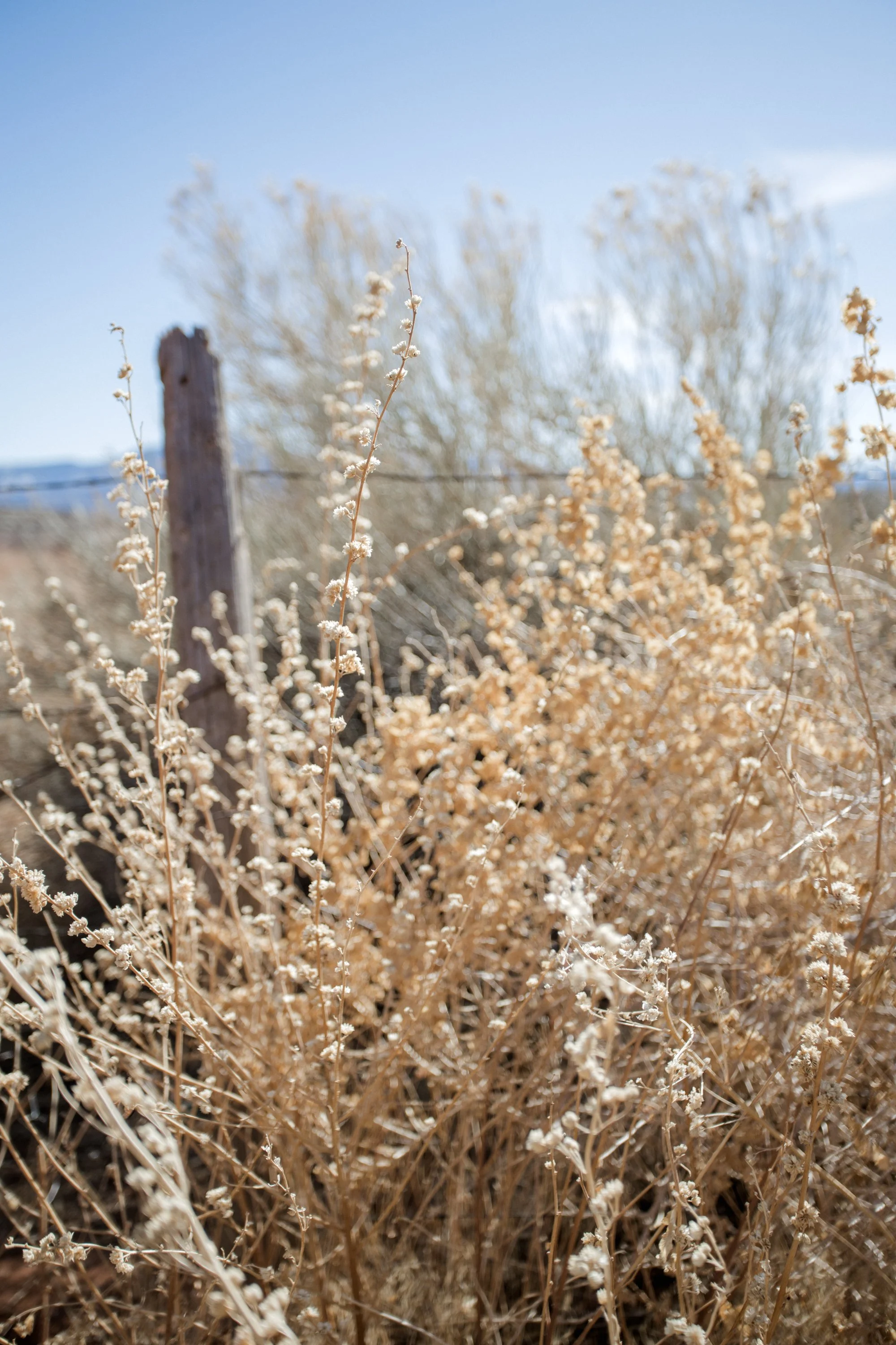Jessica Sgubin Photography-3.jpg