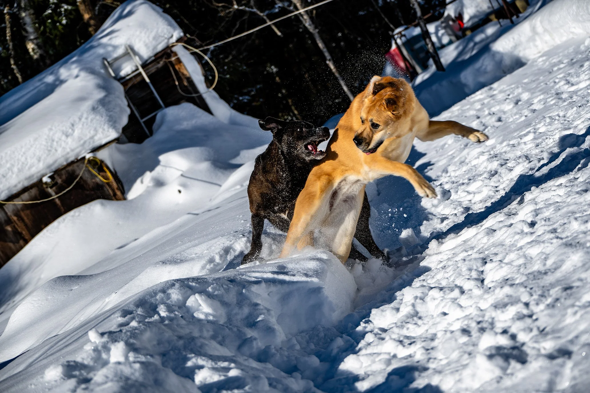 Dogs-05.jpg