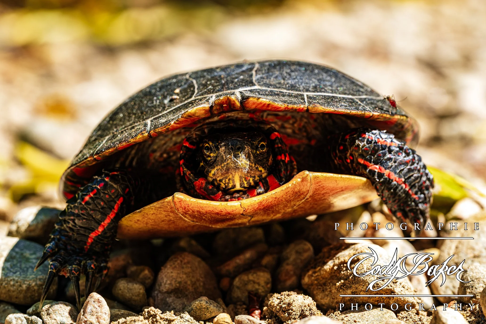 AR25-Turtles_02.jpg