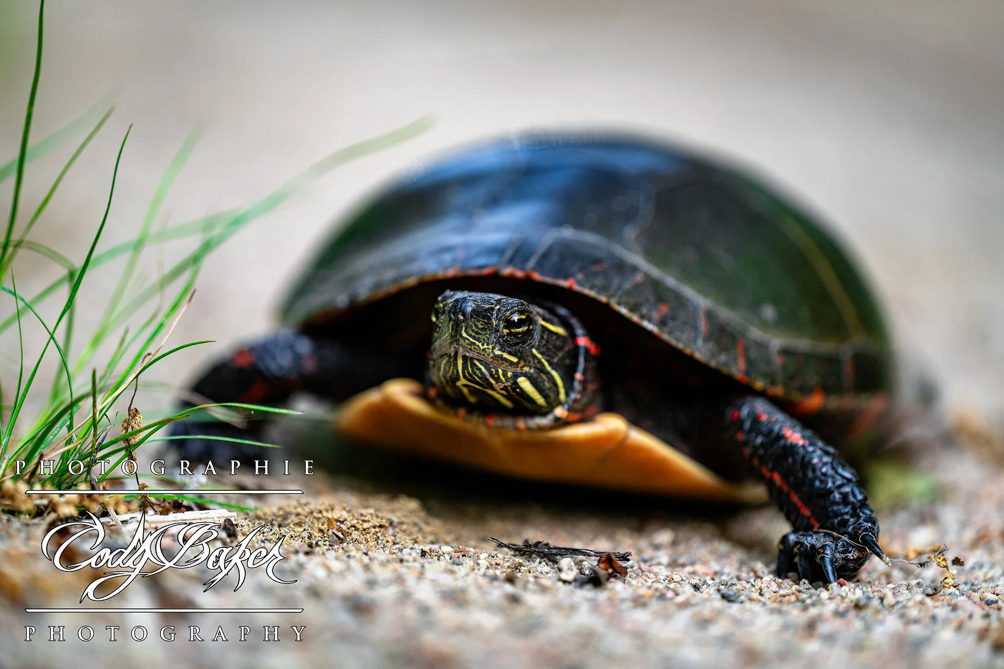 AR25-Turtles_03.jpg