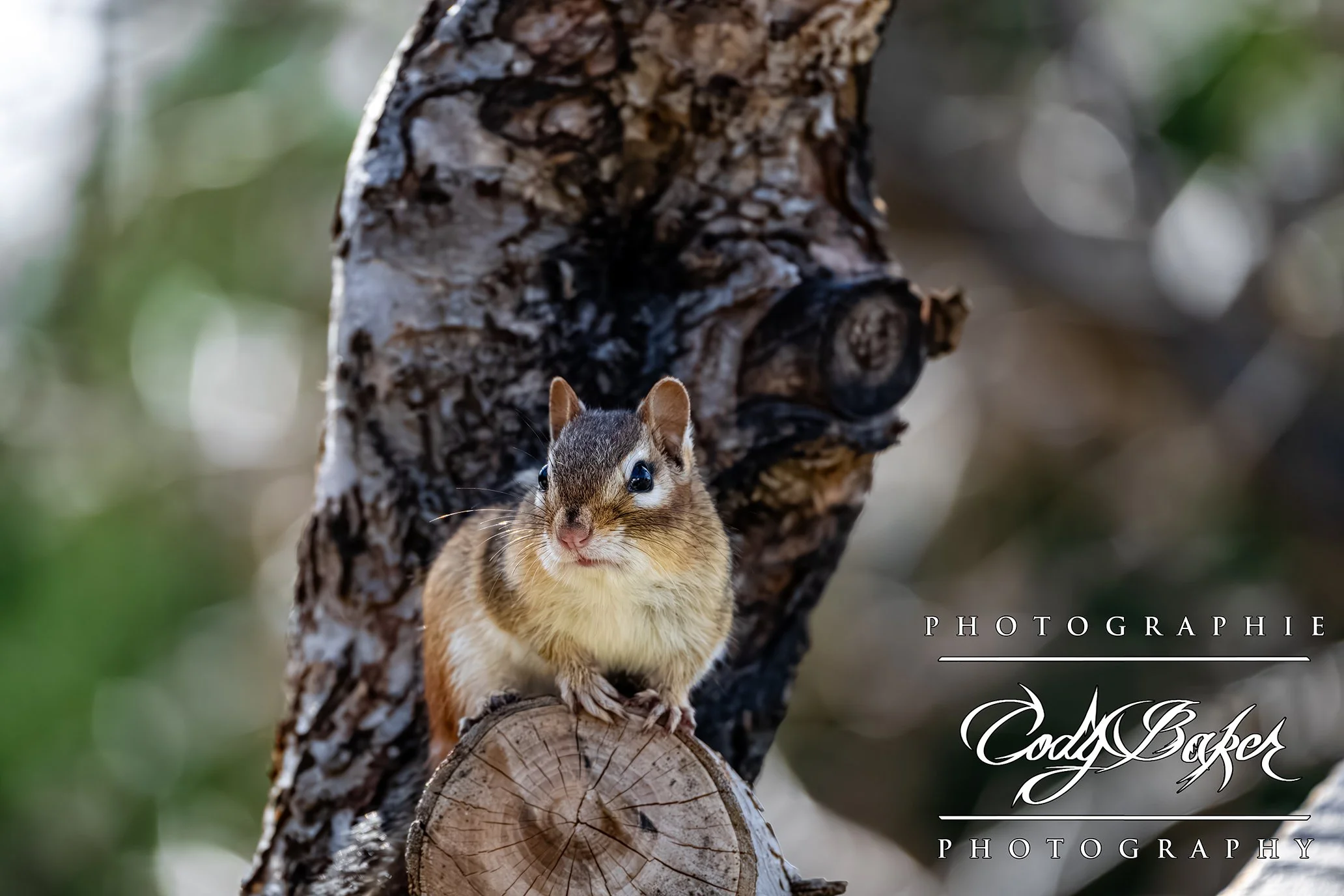 A25-Chipmunks_01.jpg