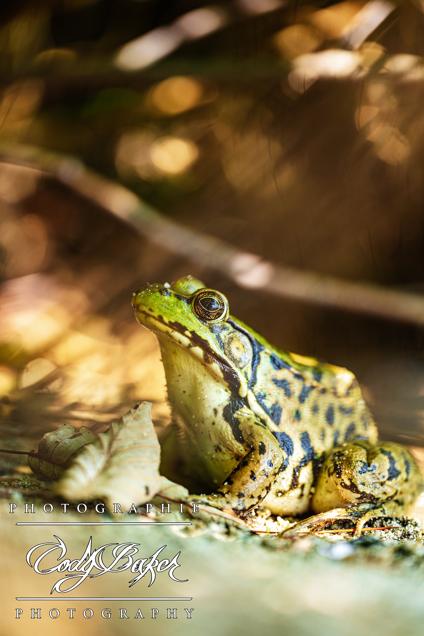 AR25-Frogs_05.jpg