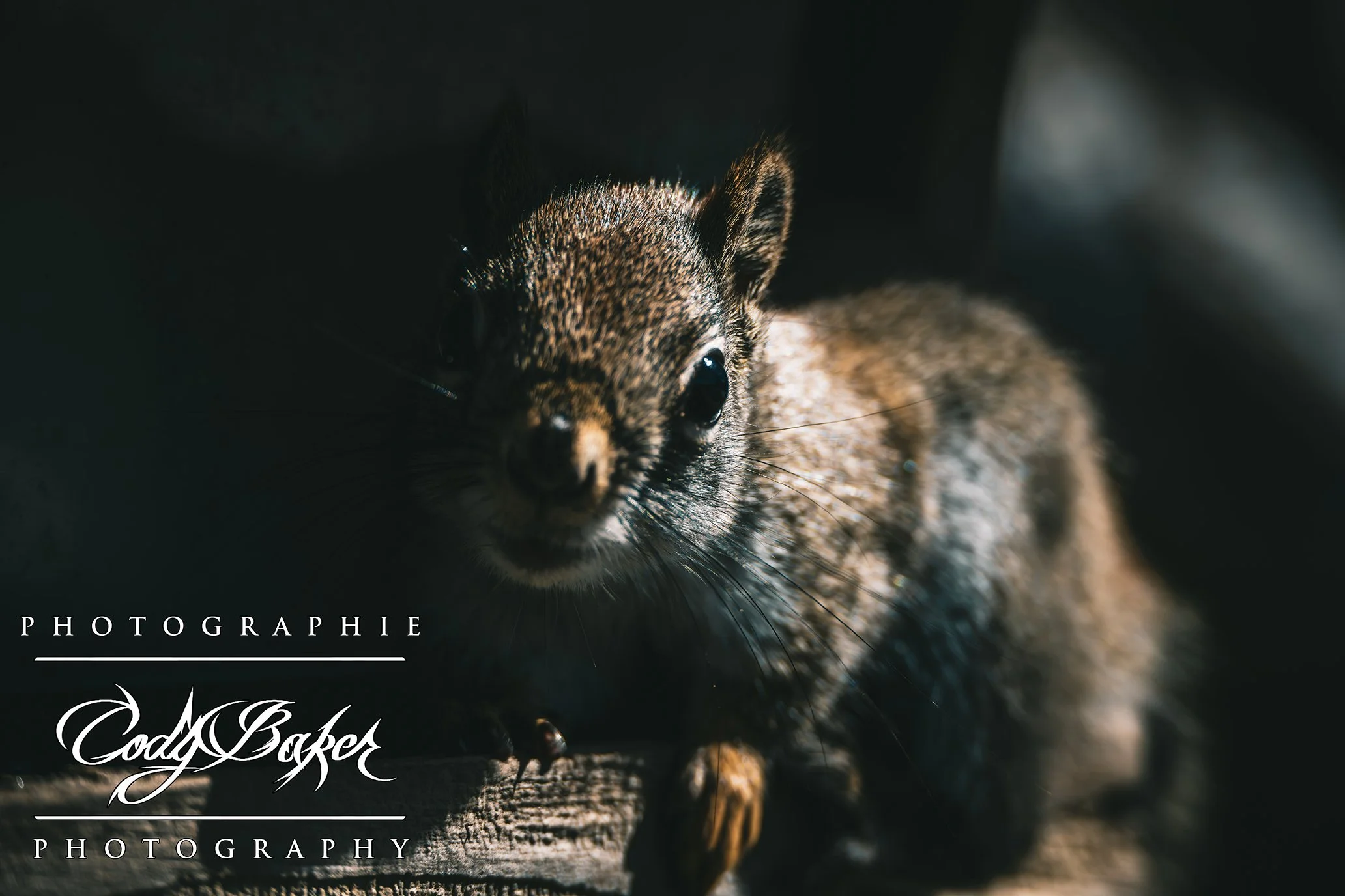 A25-Squirrel_01.jpg