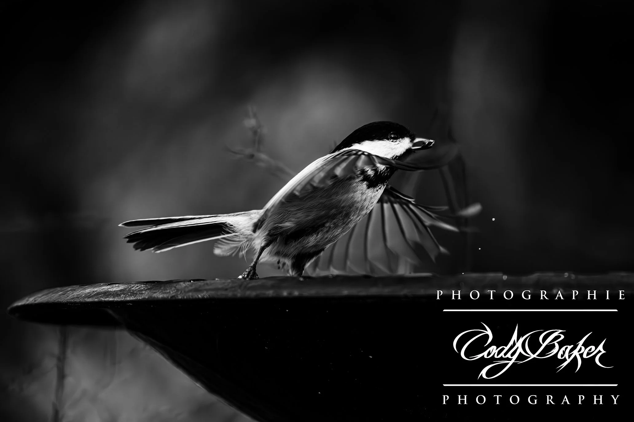 B25-Chickadee_05.jpg