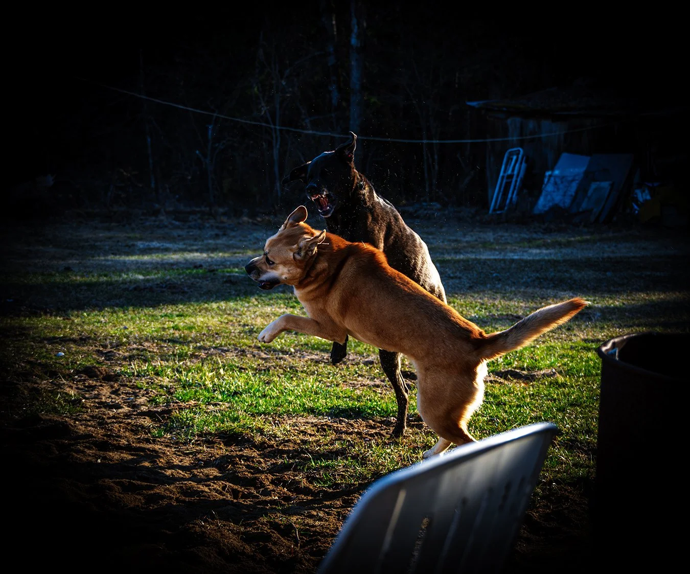 Dogs-06.jpg