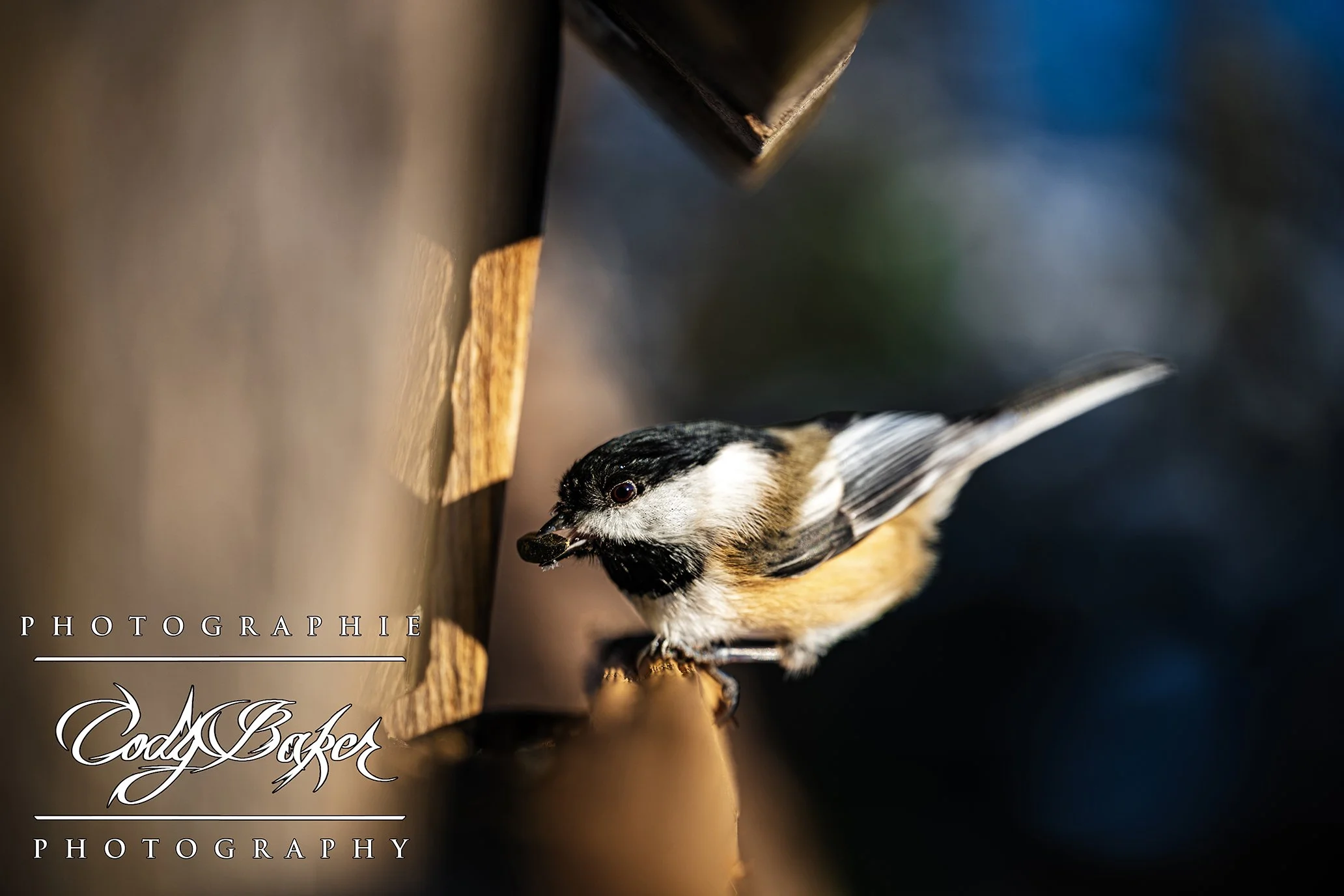 B25-Chickadee_09.jpg