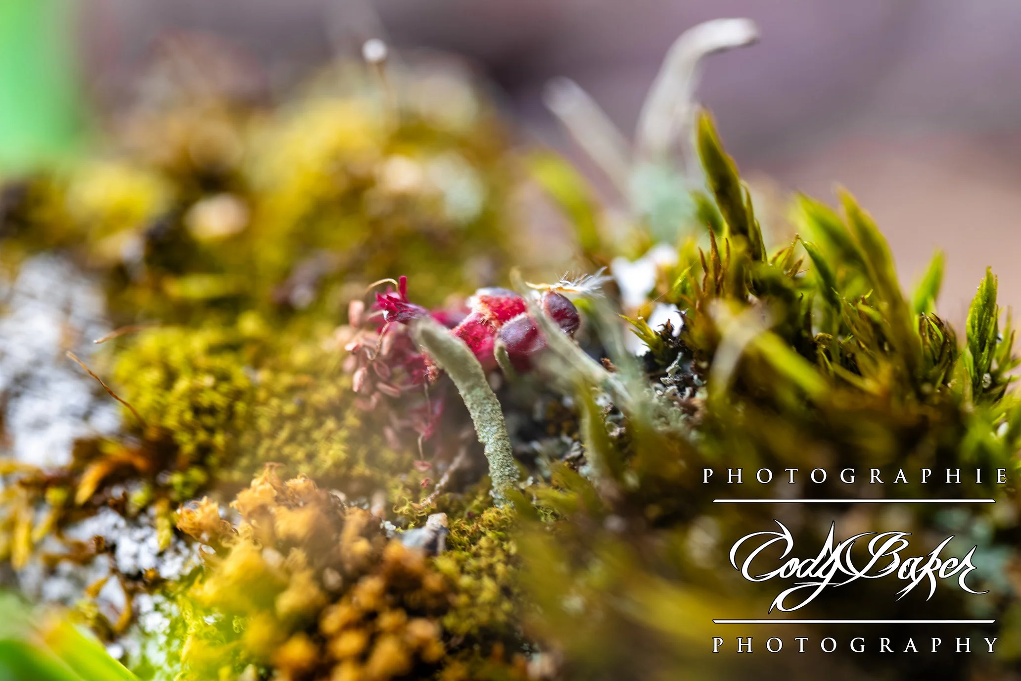 PF25-Moss_01.jpg