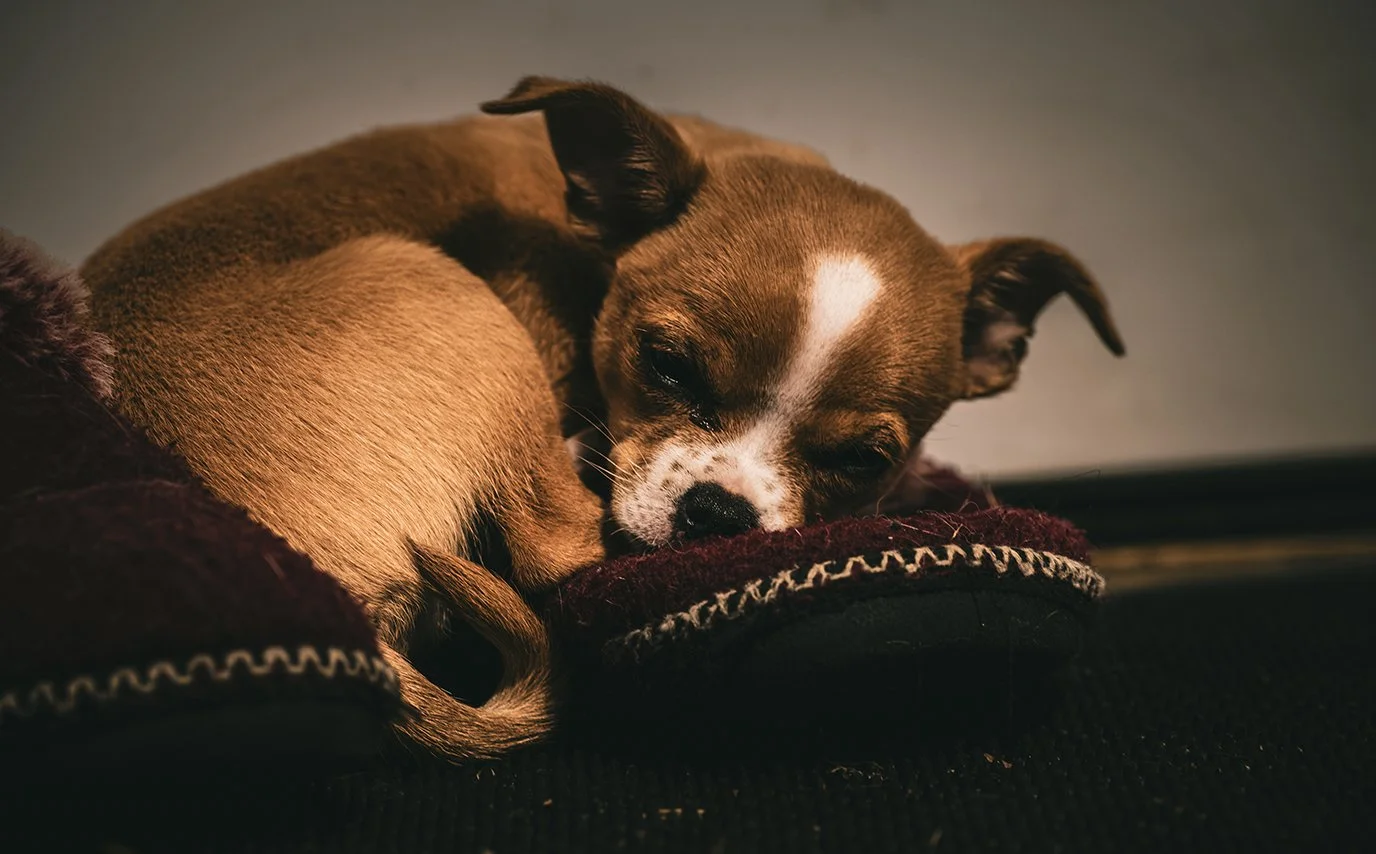 Dogs-13.jpg