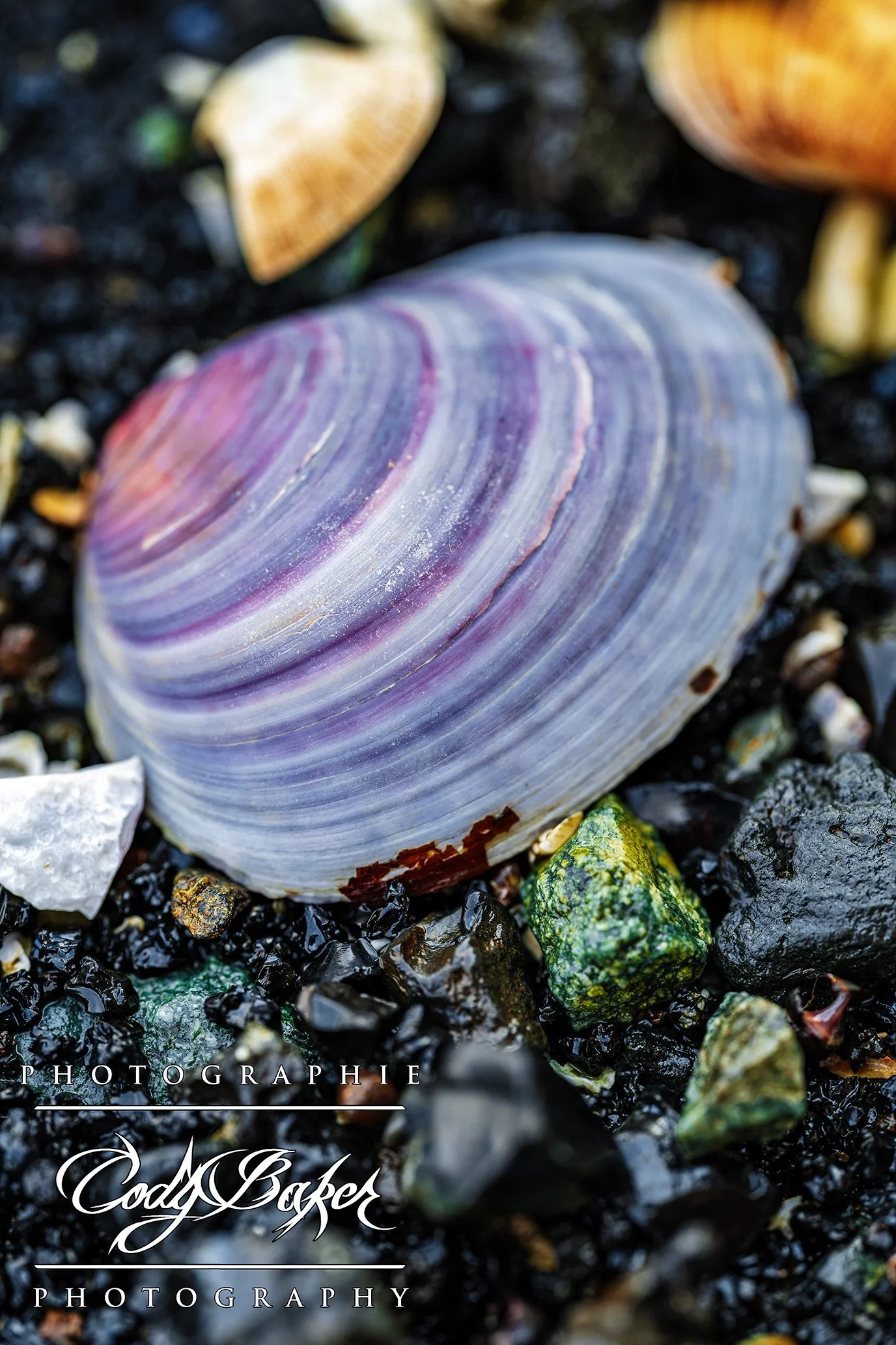 INV25-Clam_01.jpg