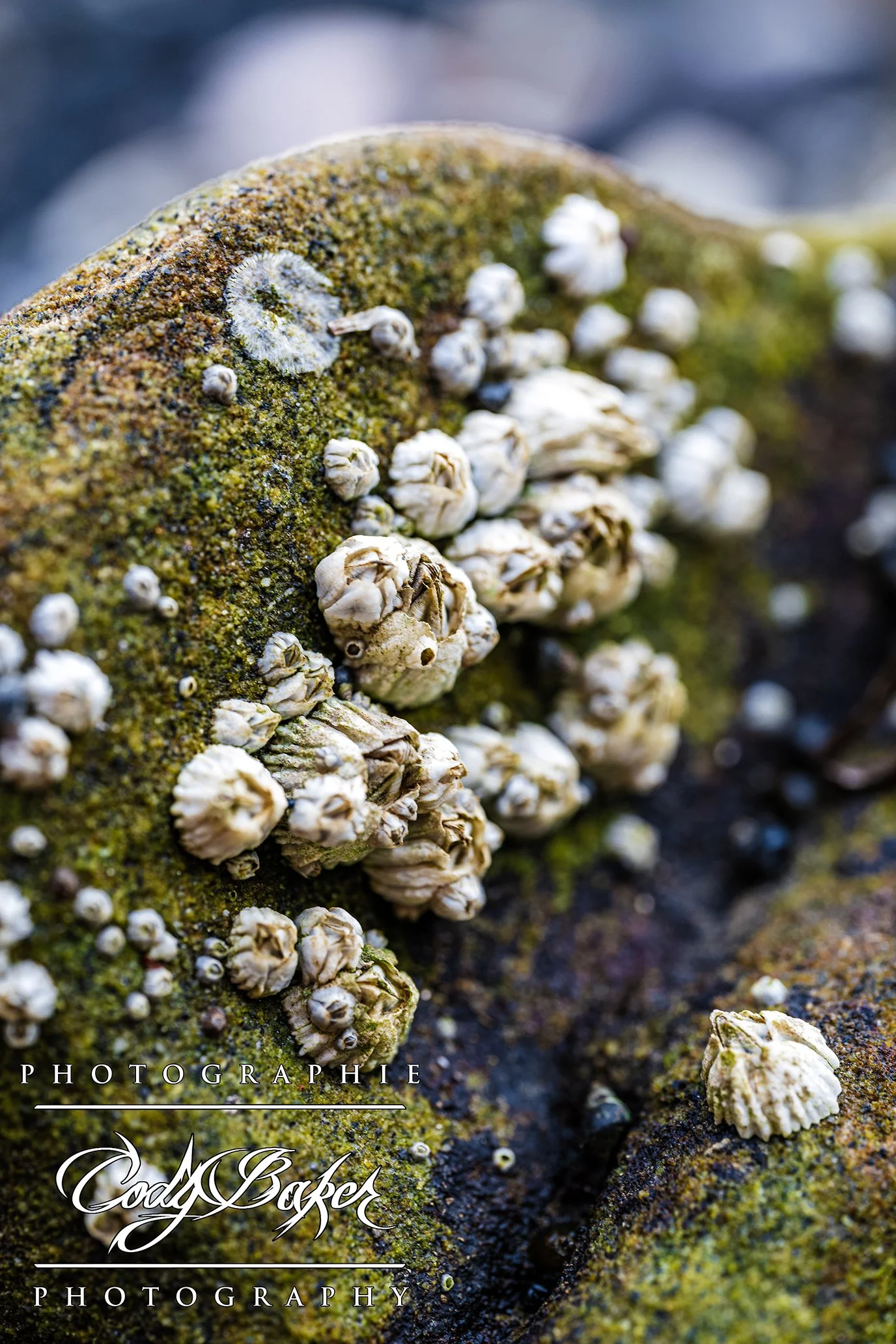 INV25-Barnacles_01.jpg