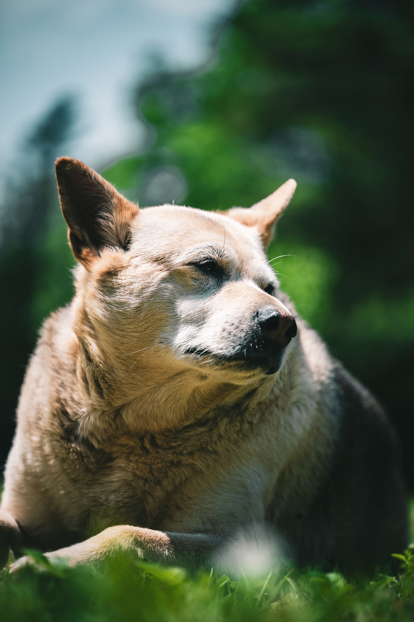 Dogs-07.jpg