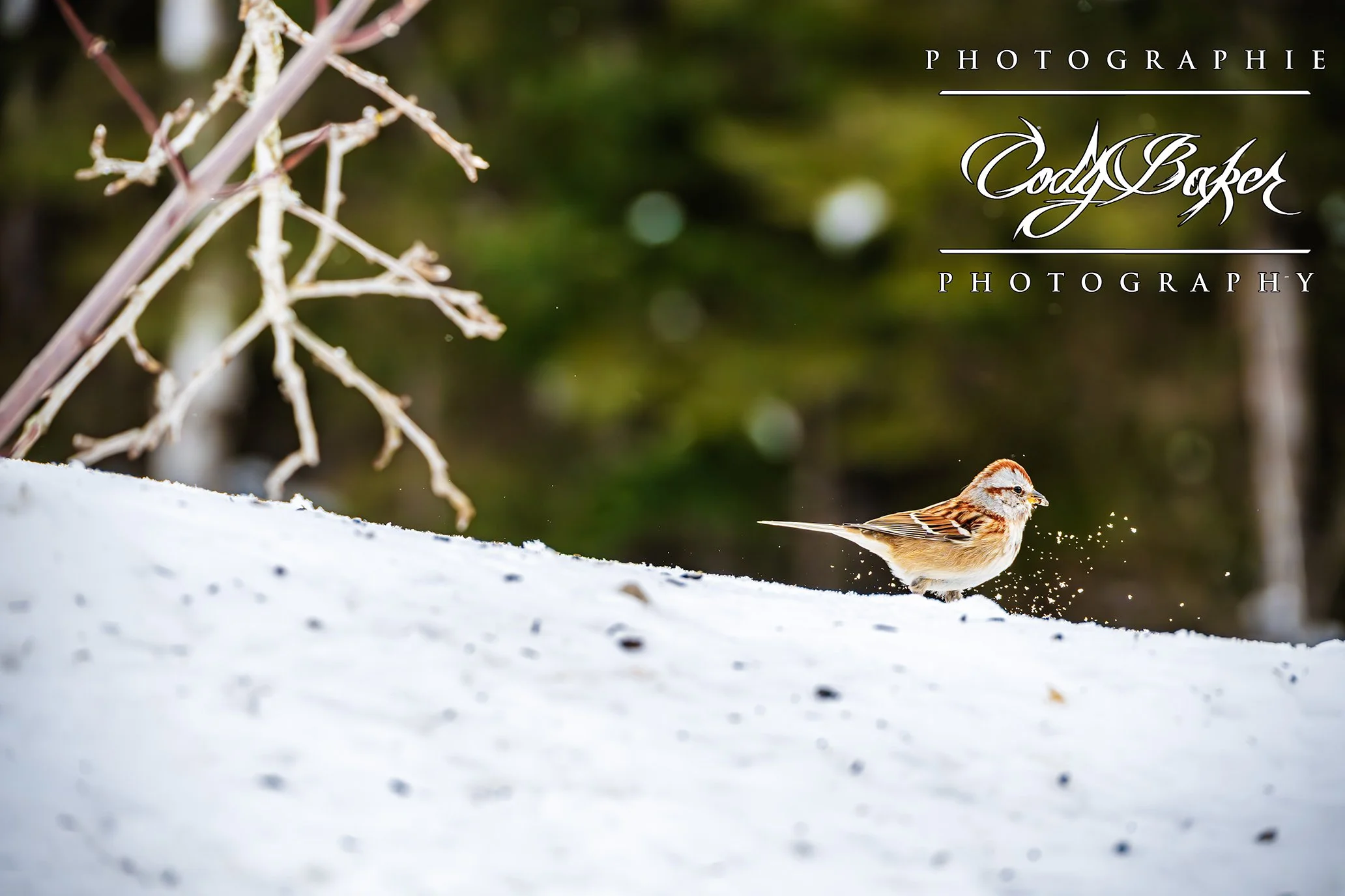 B25-AmericanTreeSparrow_01.jpg