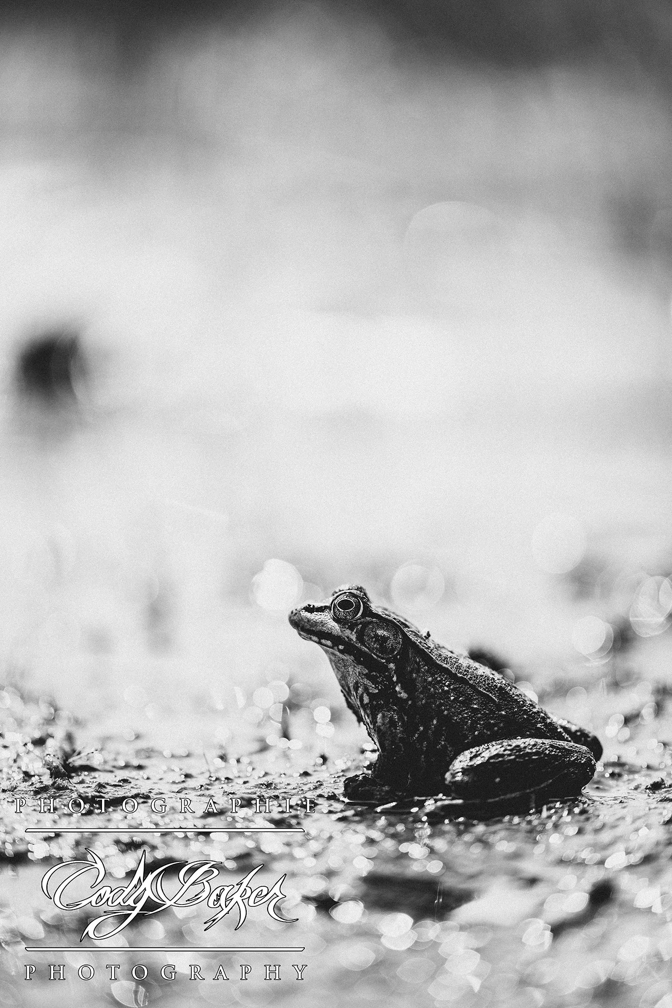 AR25-Frogs_06.jpg