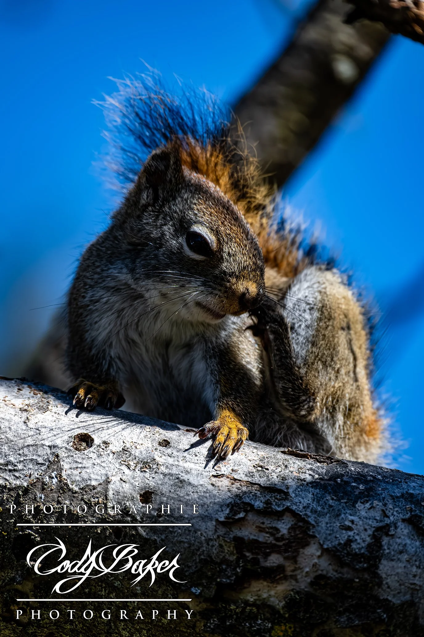 A25-Squirrel_04.jpg