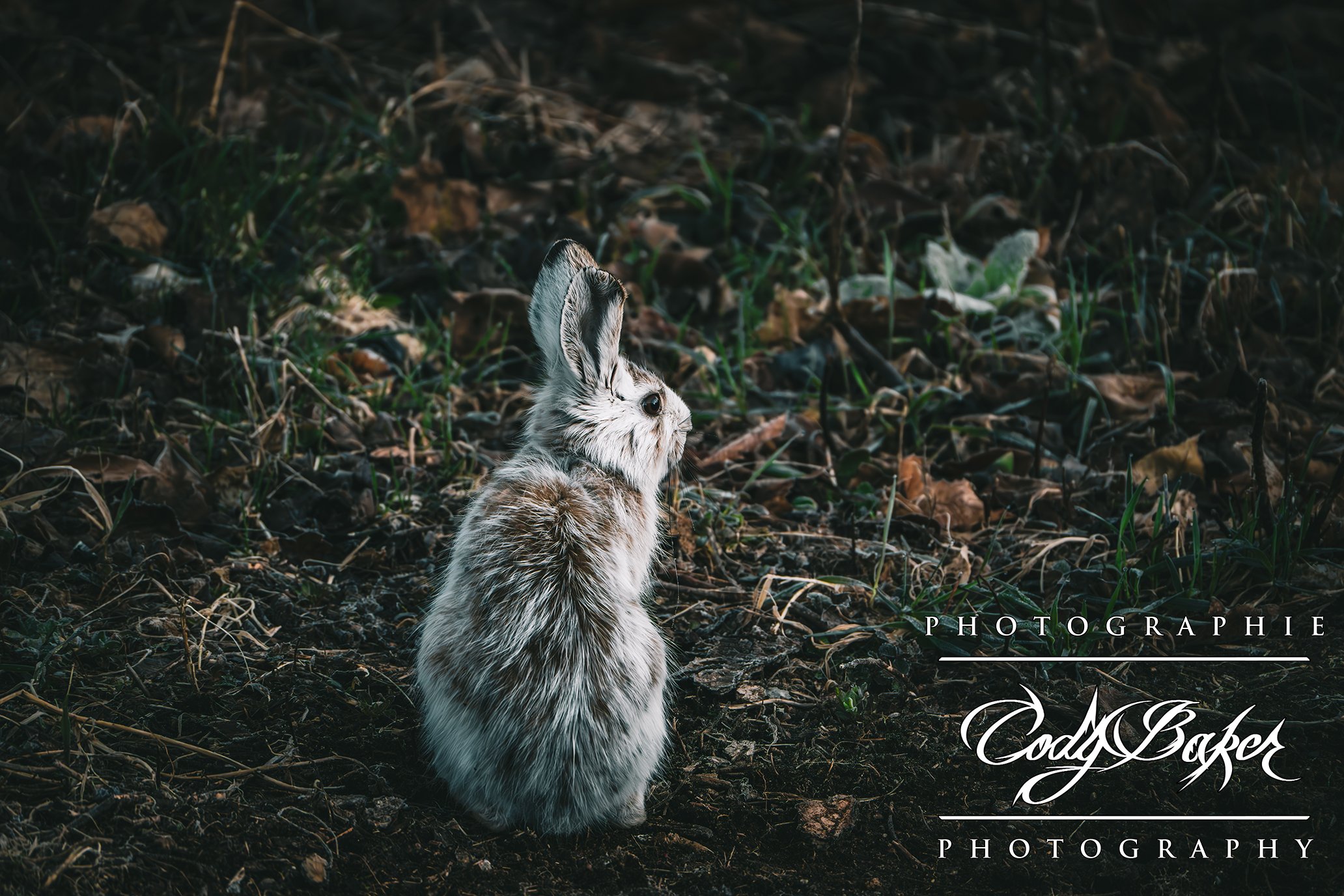 A25-Rabbit_01.jpg