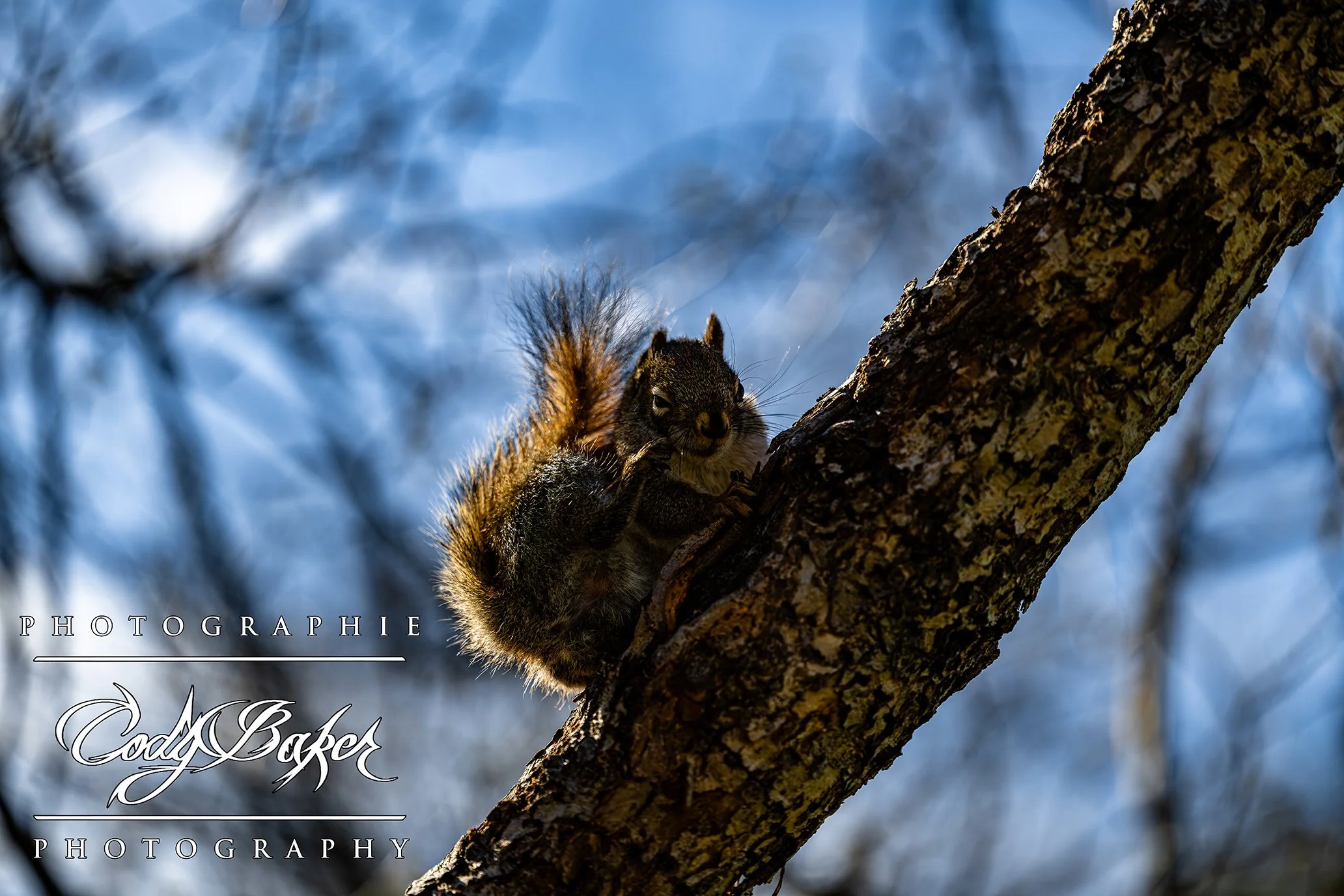 A25-Squirrel_05.jpg