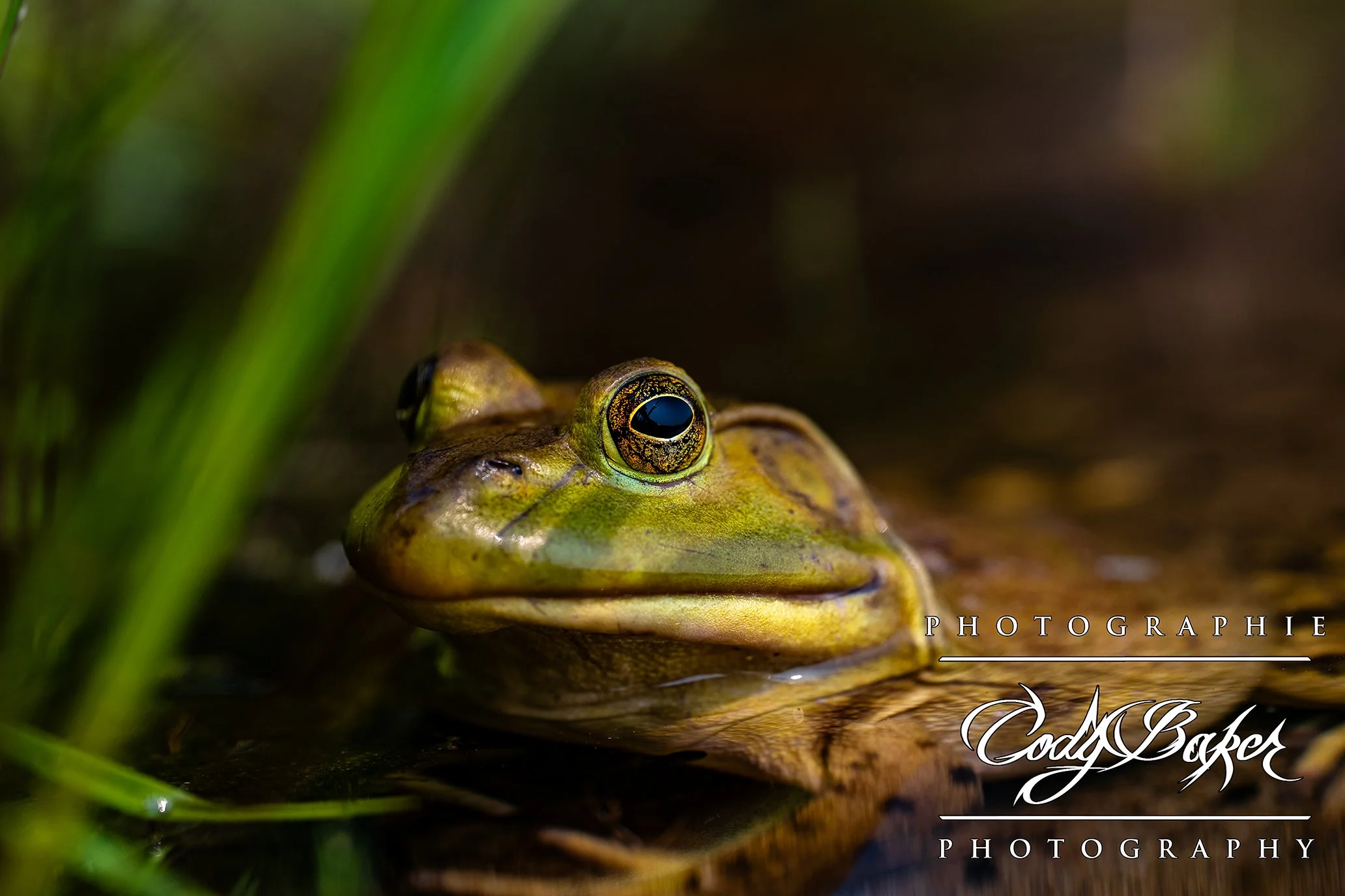 AR25-Frogs_02.jpg