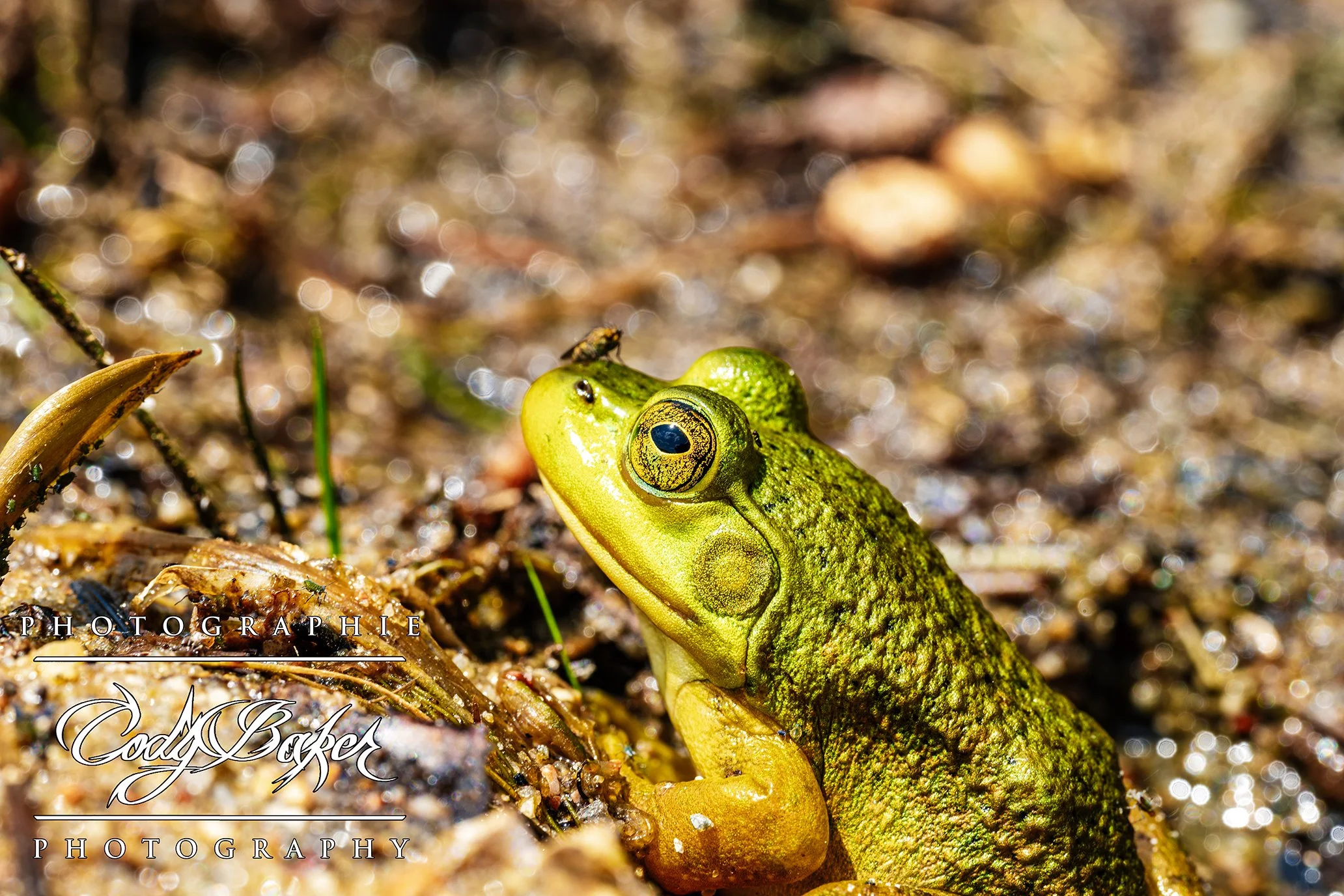 AR25-Frogs_07.jpg