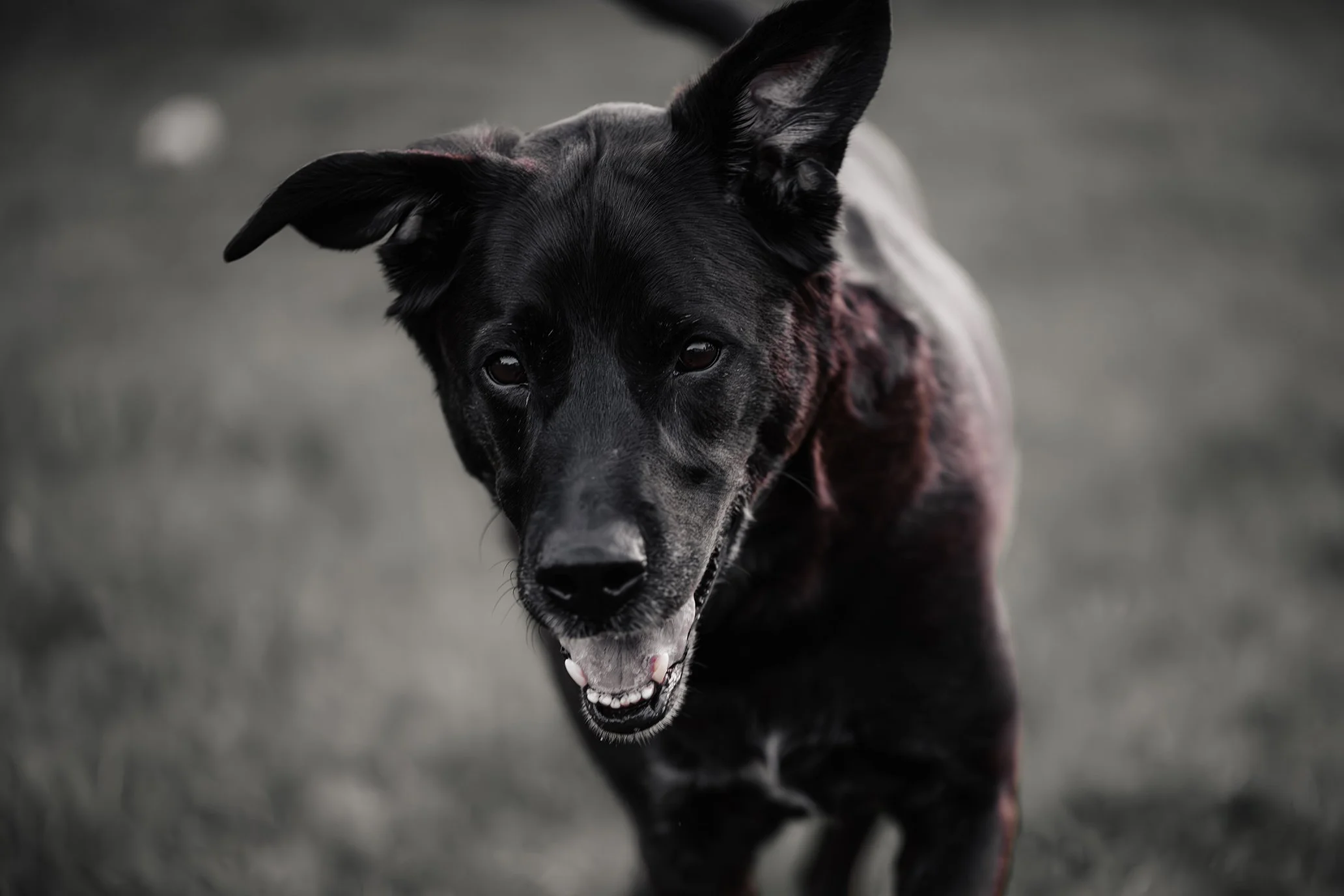 Dogs-03.jpg