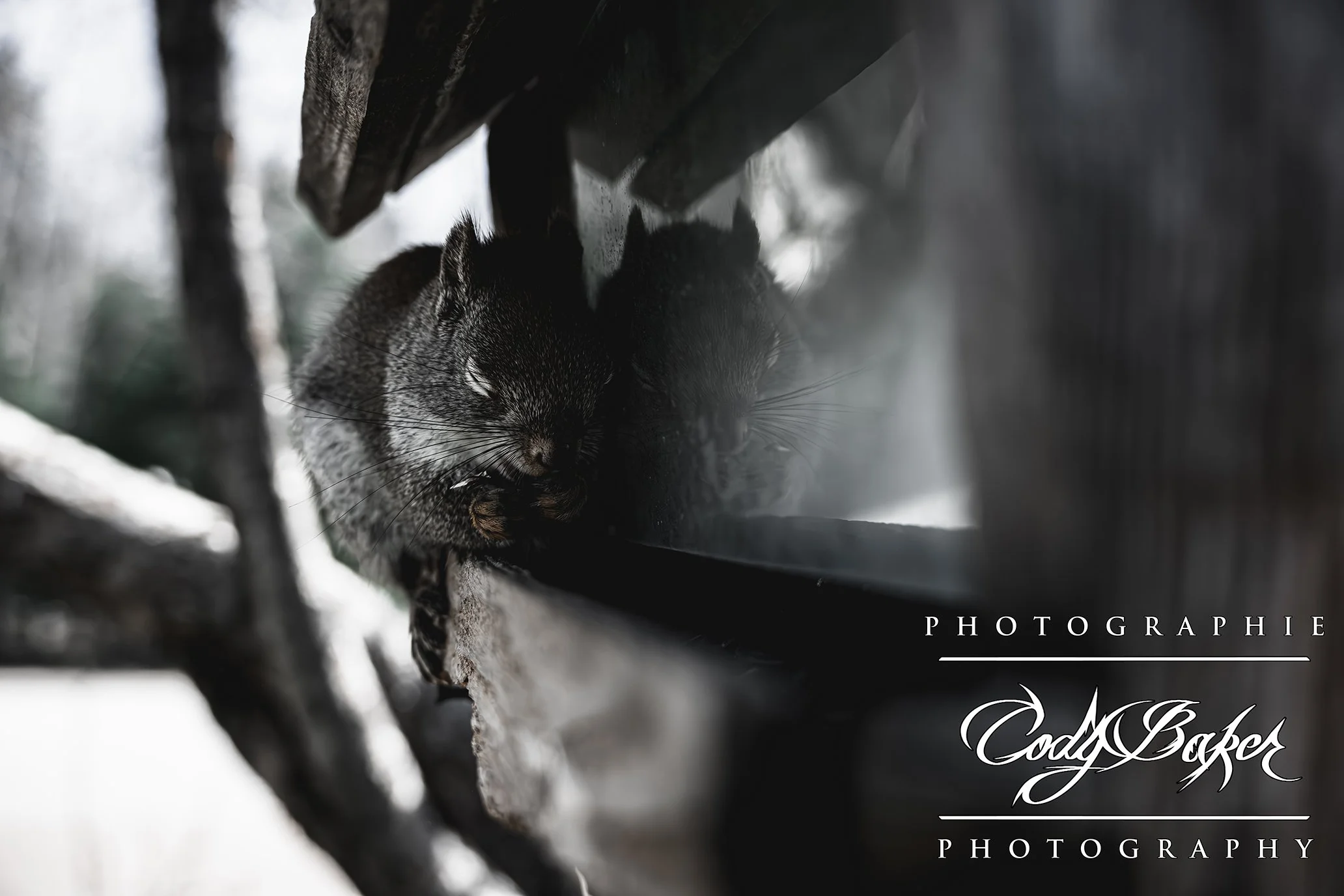 A25-Squirrel_02.jpg