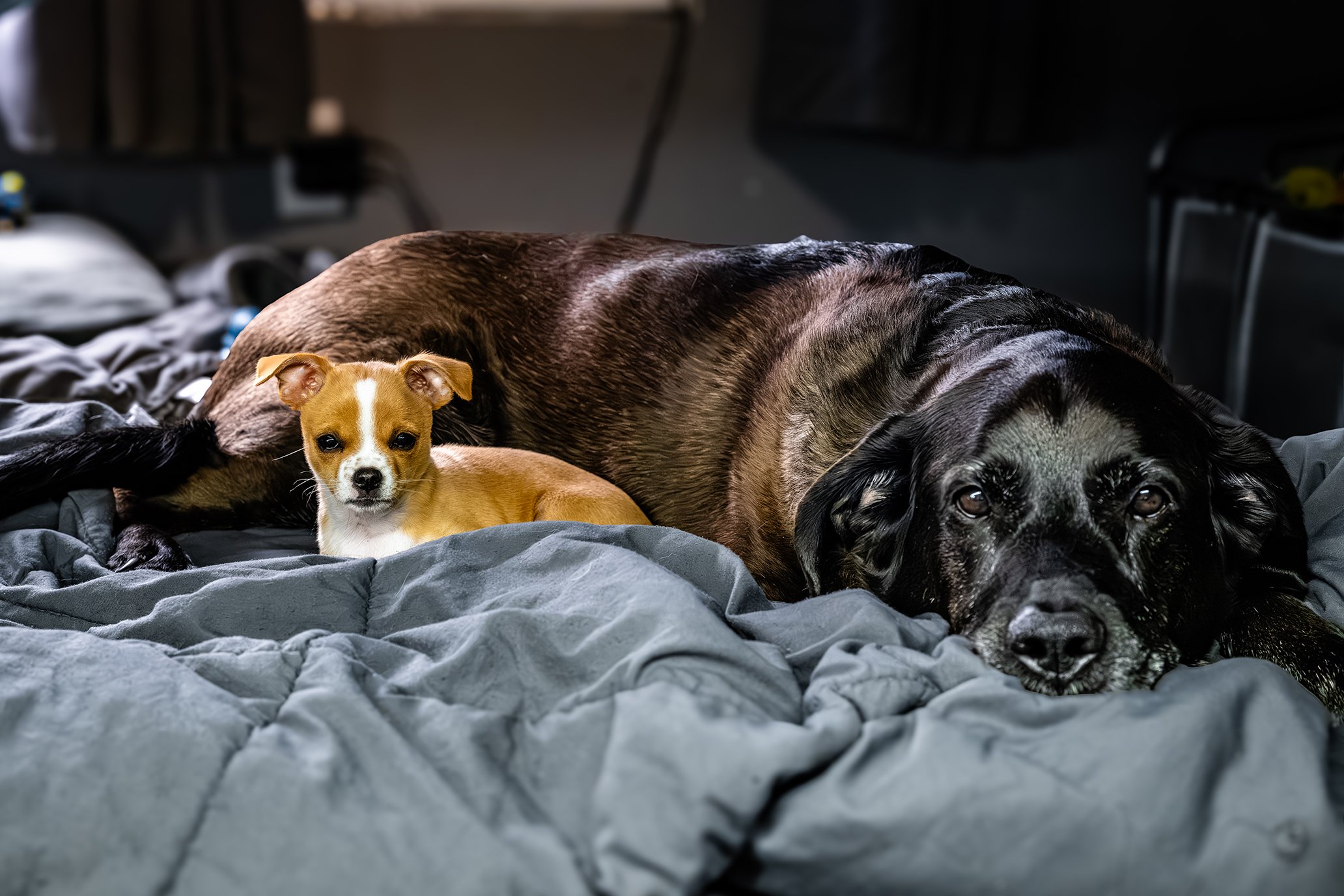 Dogs-10.jpg