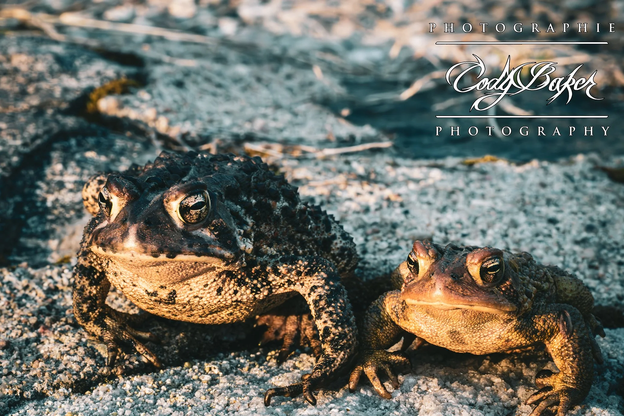 AR25-Toads_01.jpg