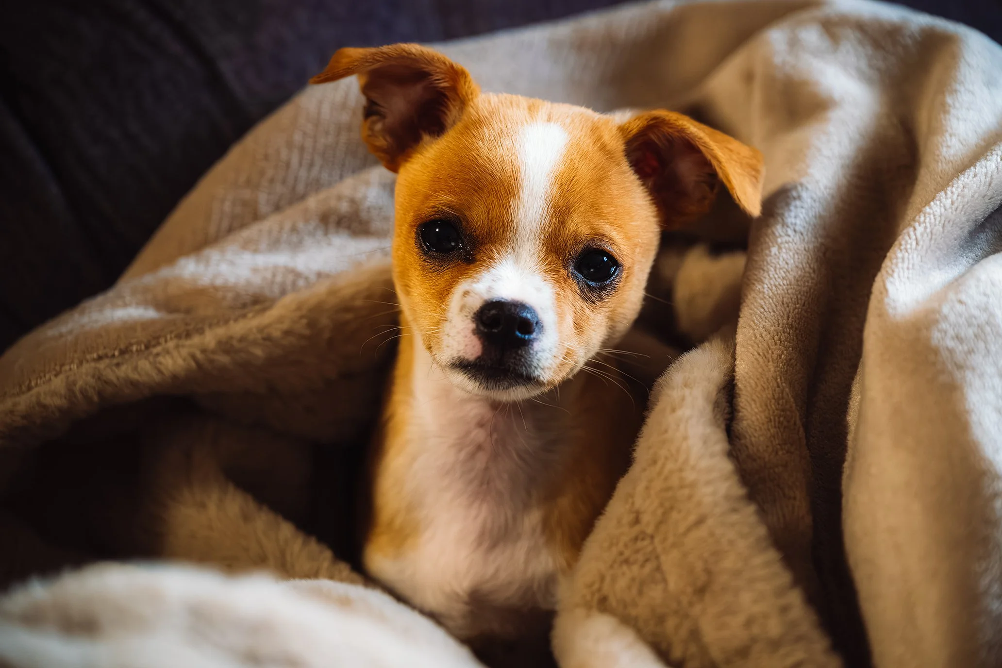 Dogs-12.jpg