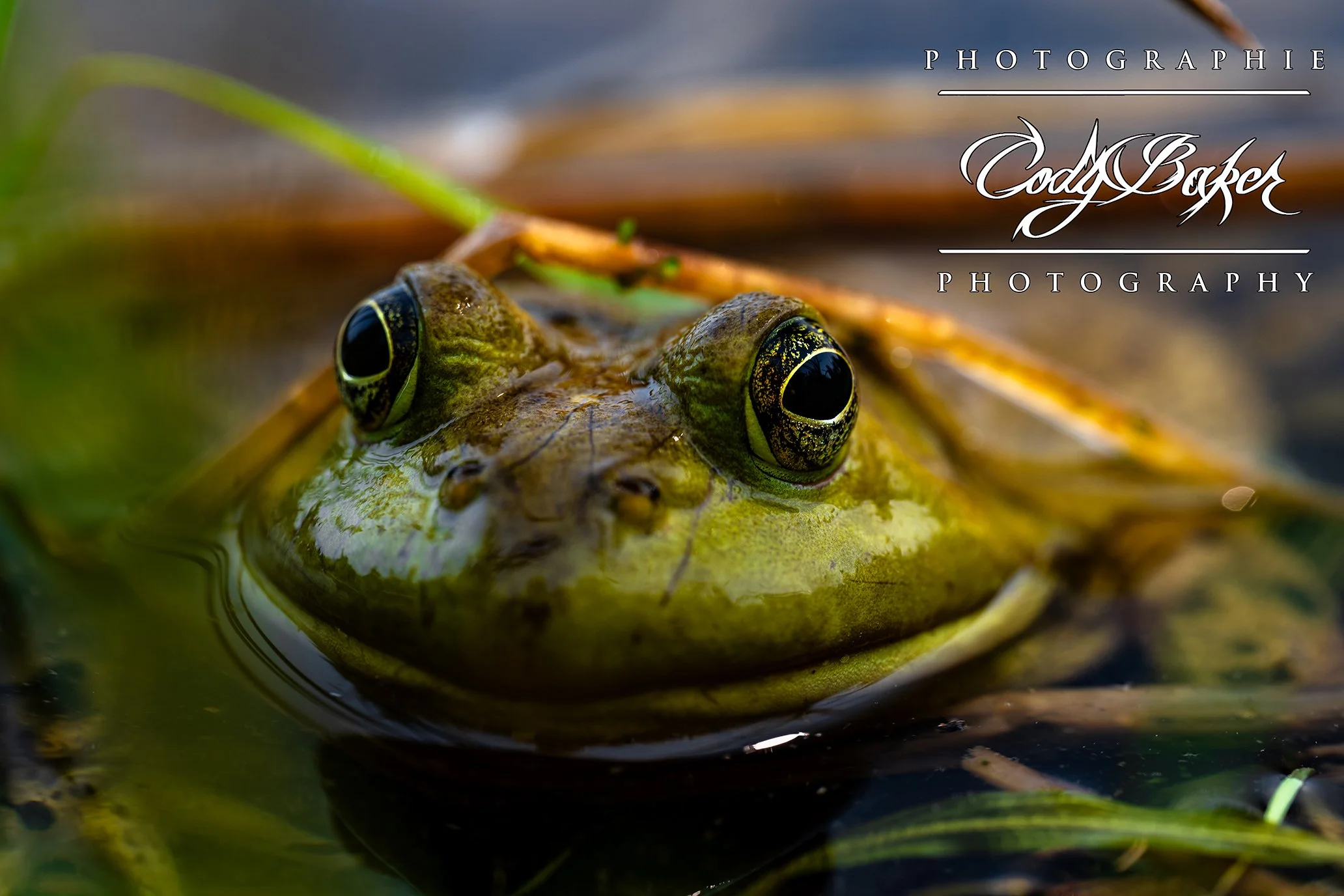 AR25-Frogs_03.jpg
