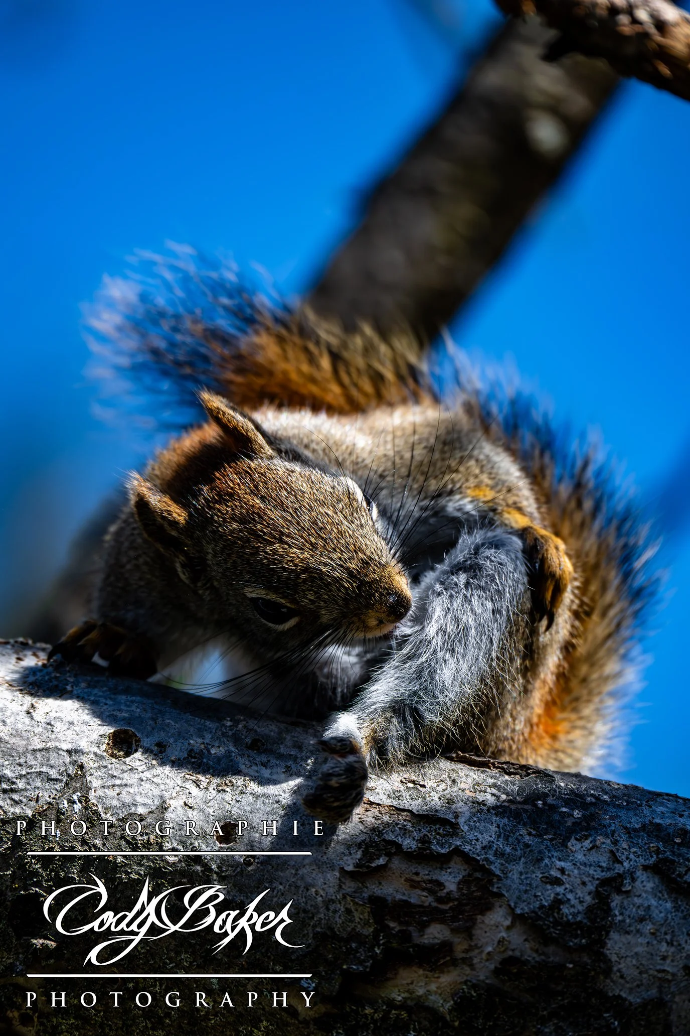 A25-Squirrel_03.jpg