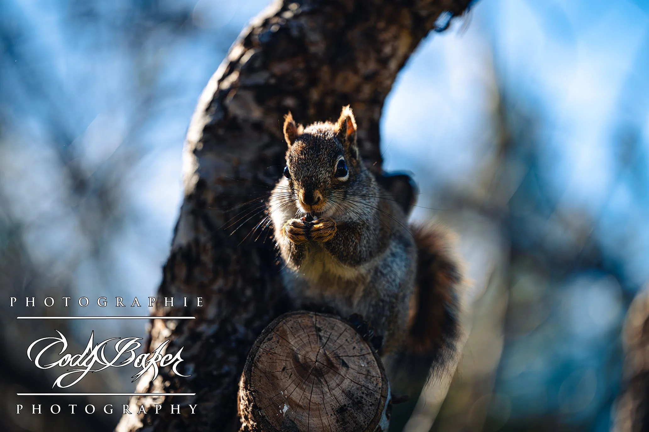 A25-Squirrel_06.jpg