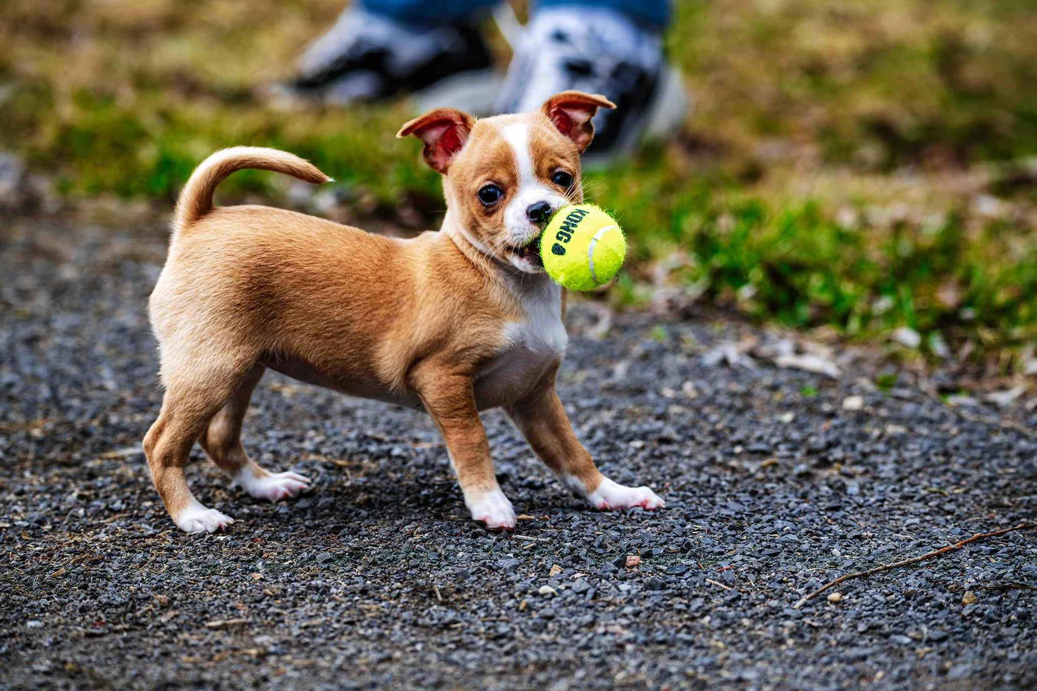 Dogs-11.jpg