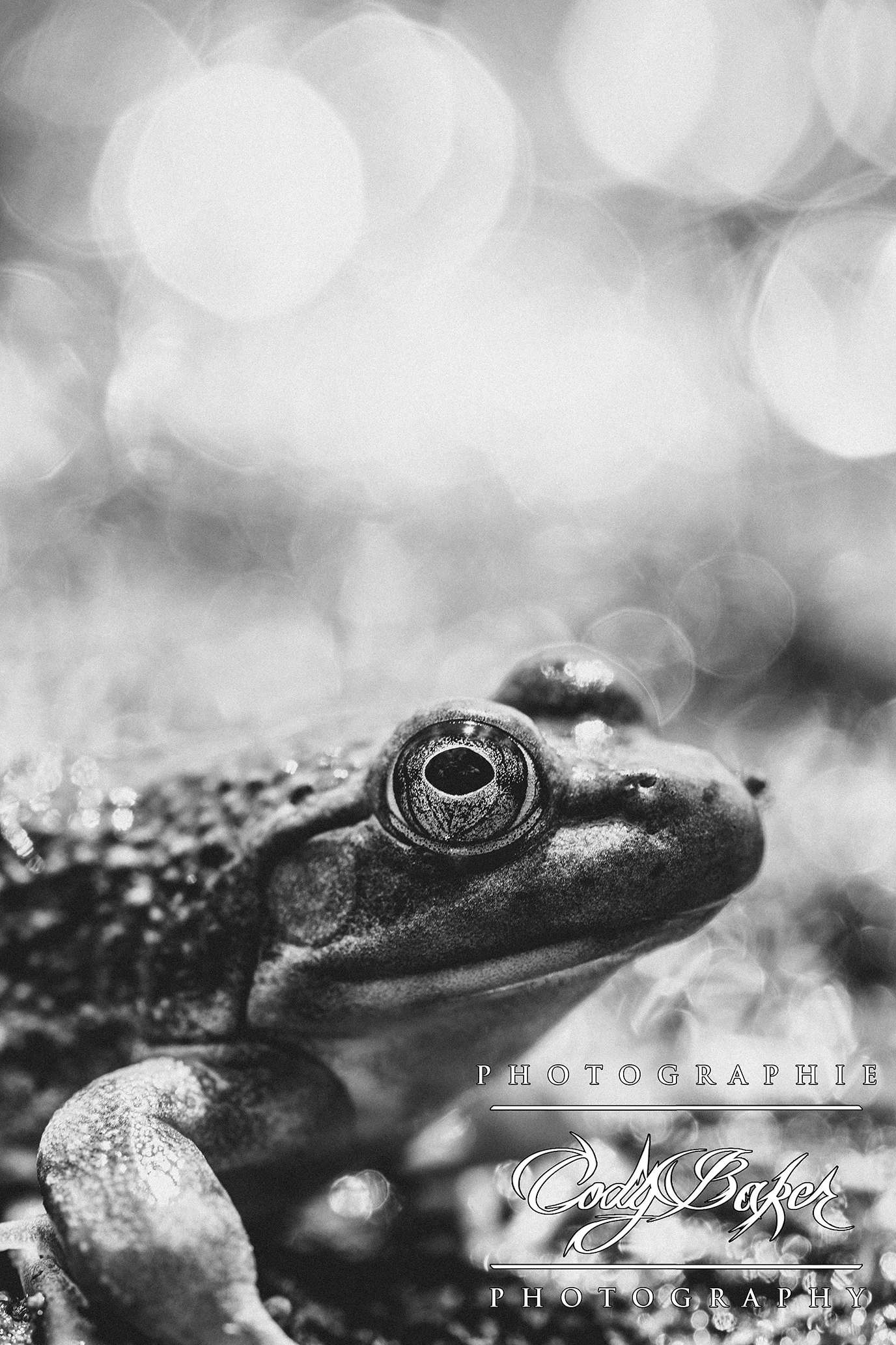 AR25-Frogs_08.jpg