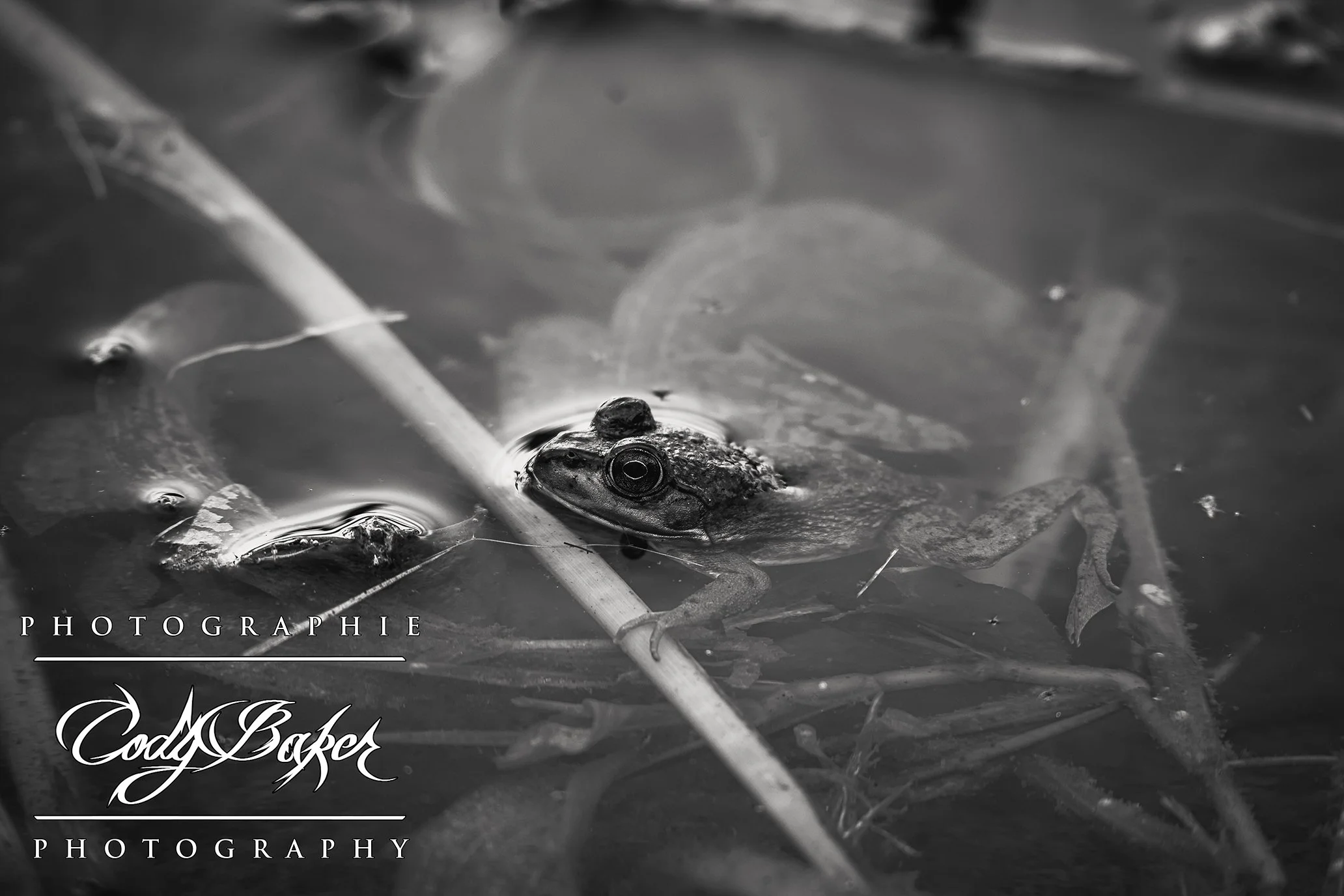AR25-Frogs_04.jpg