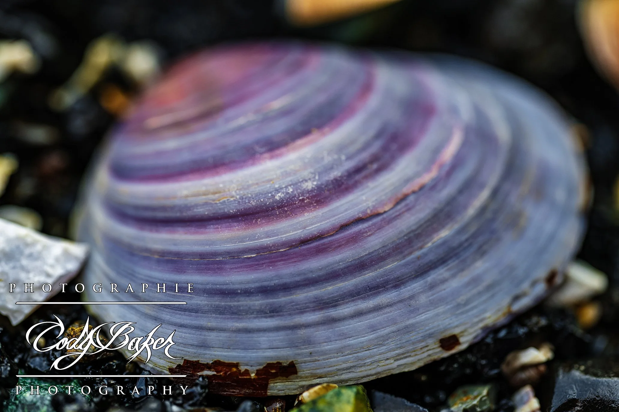 INV25-Clam_02.jpg