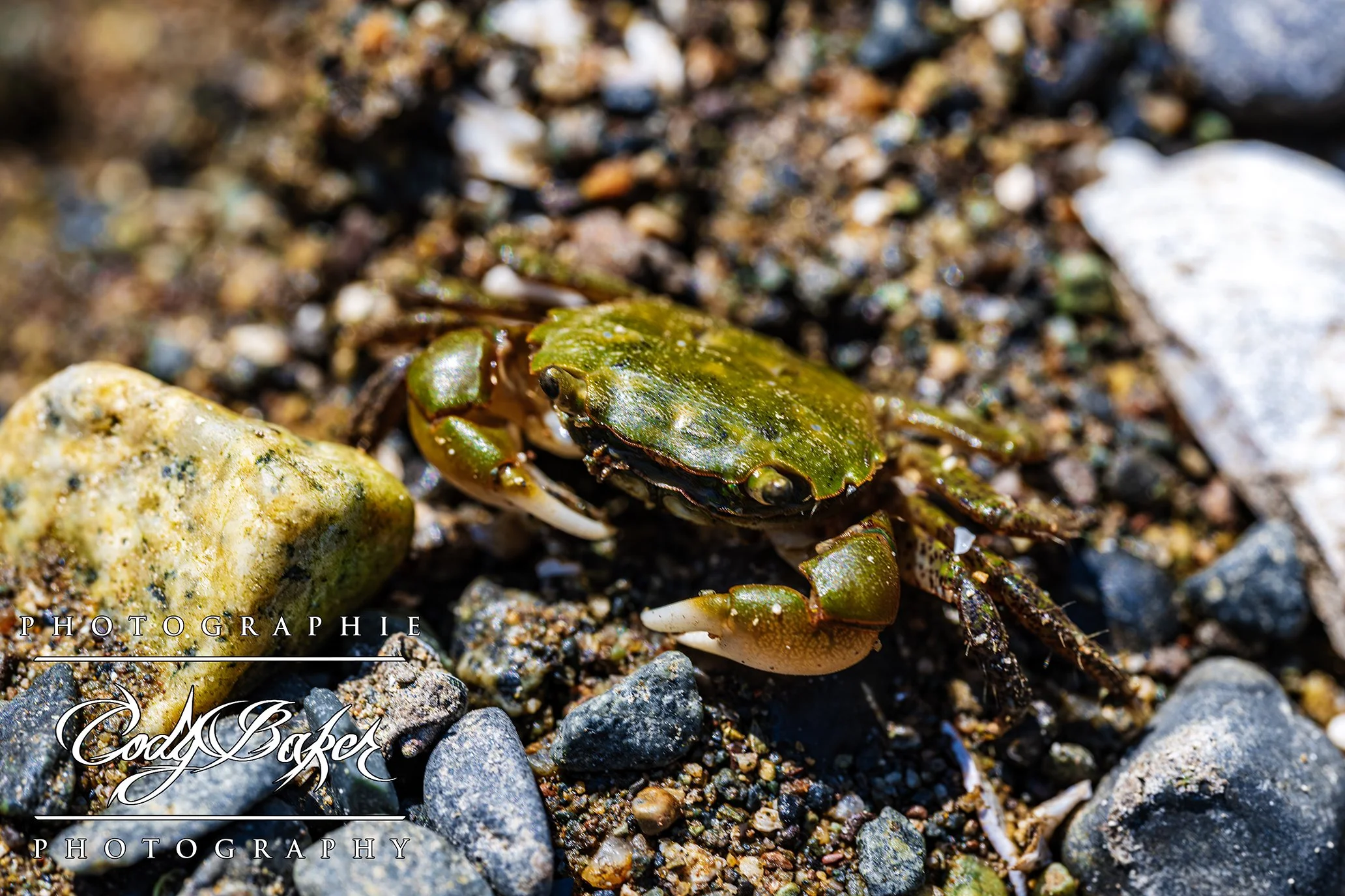 INV25-Crab_02.jpg
