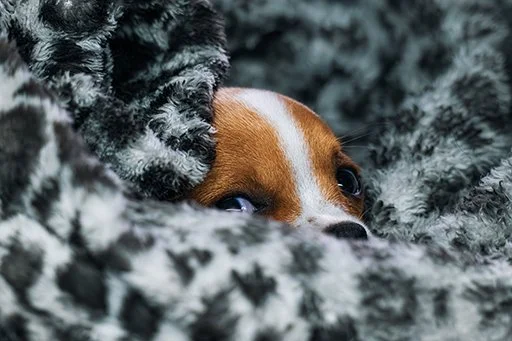 Dogs-09.jpg