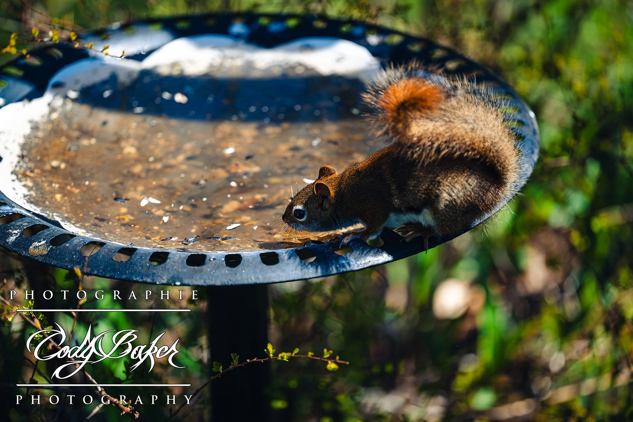 A25-Squirrel_07.jpg