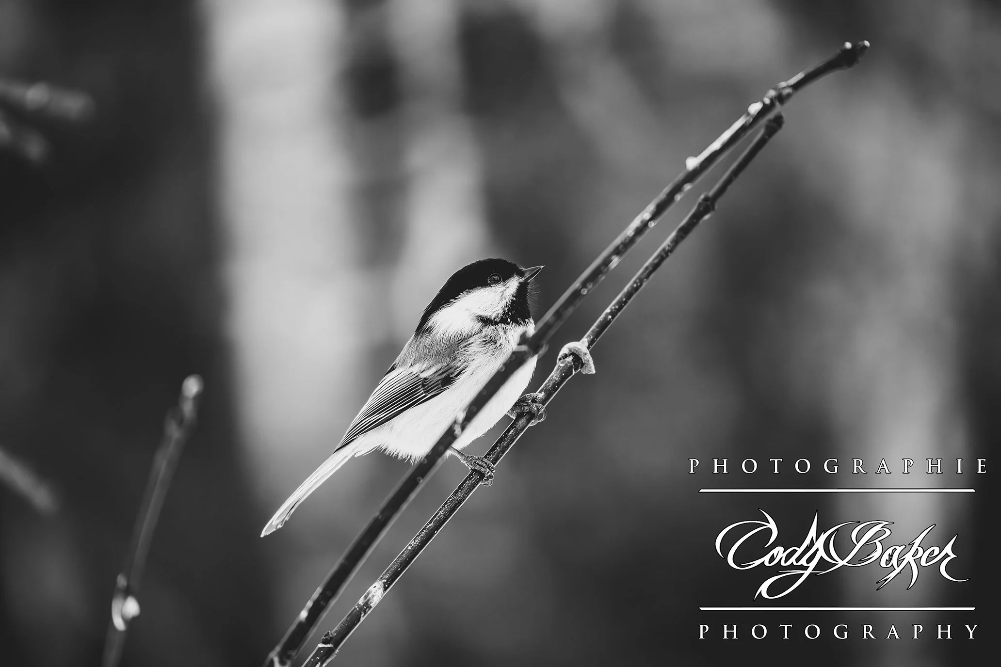 B25-Chickadee_02.jpg