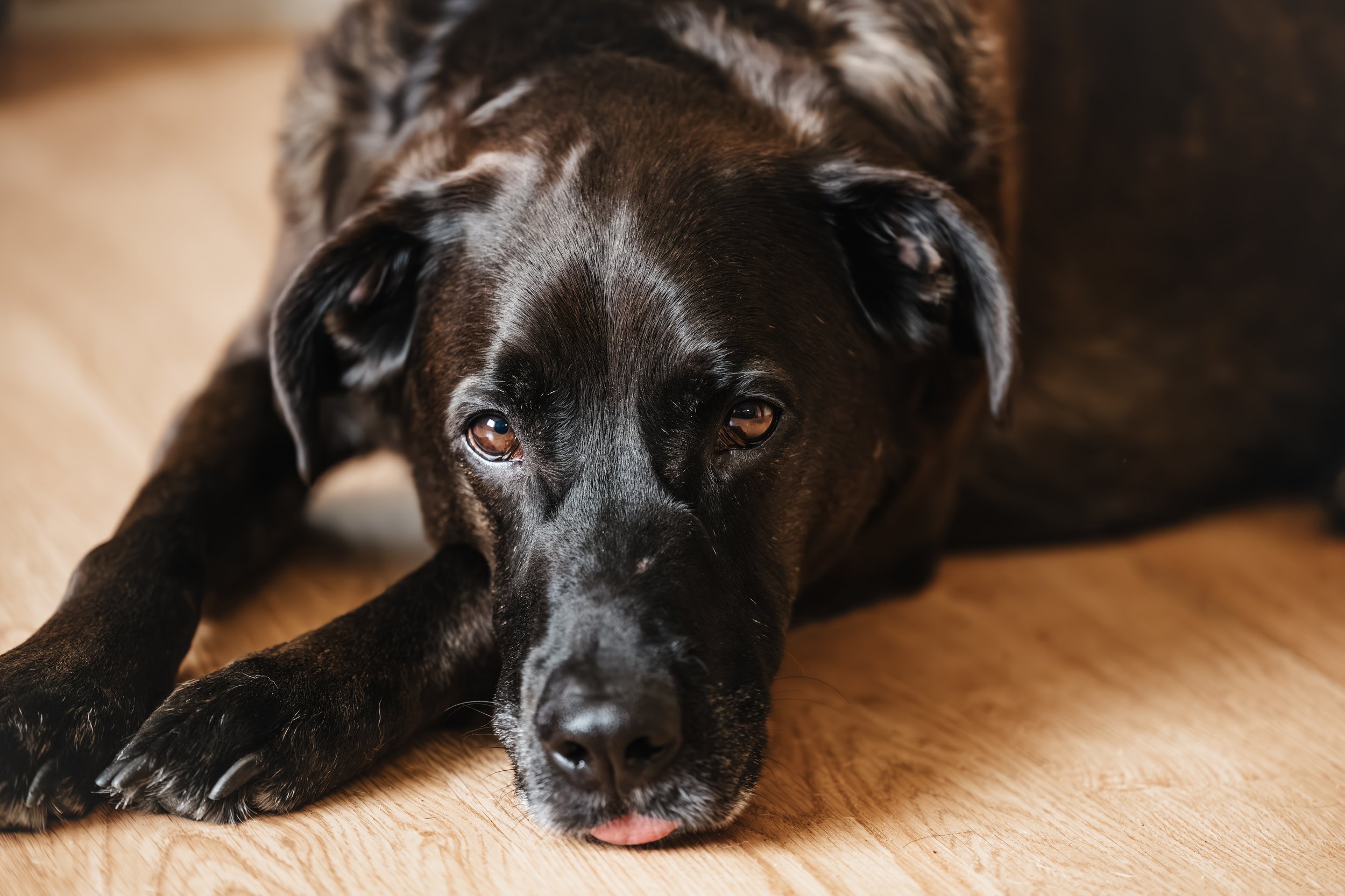 Dogs-02.jpg