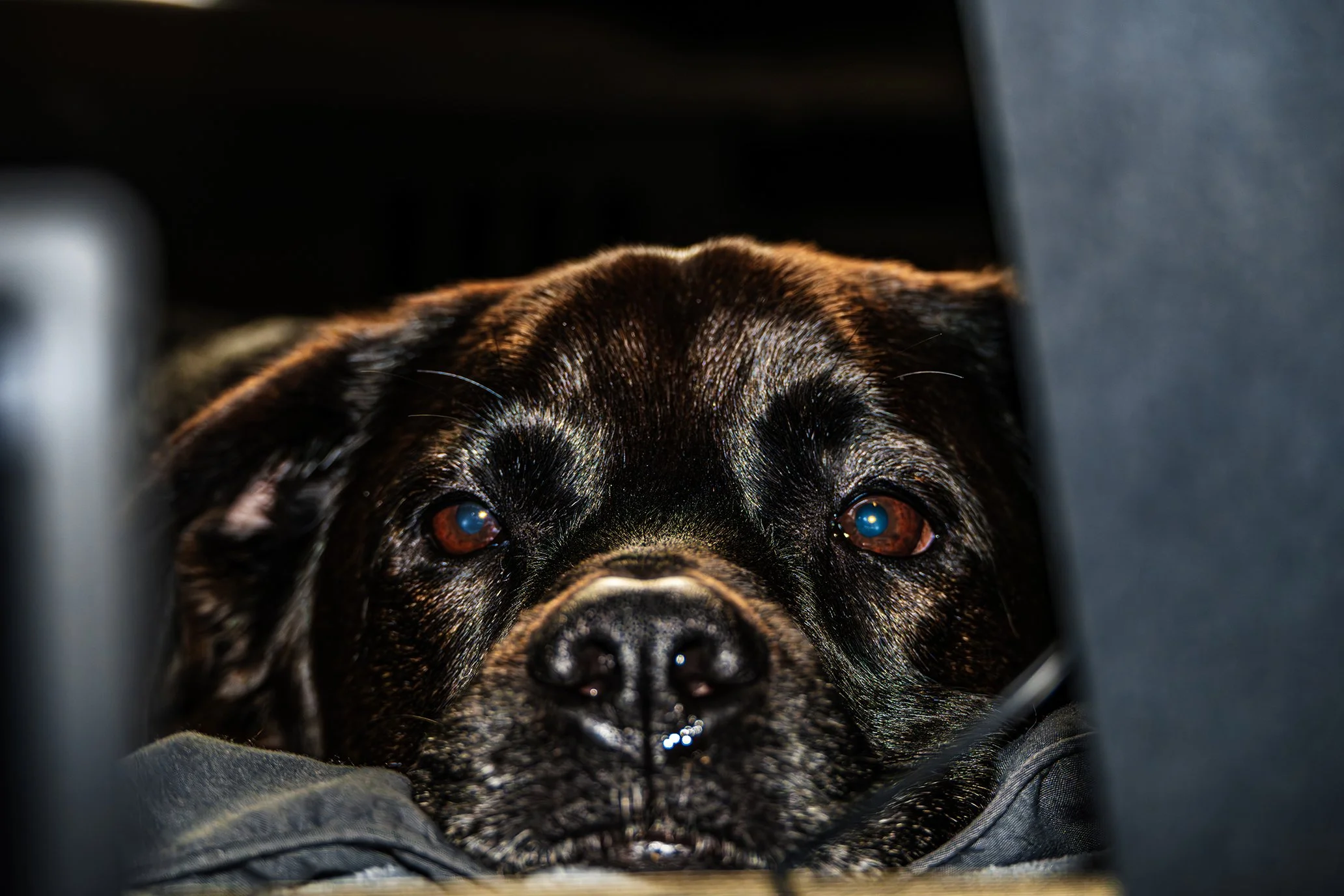 Dogs-01.jpg