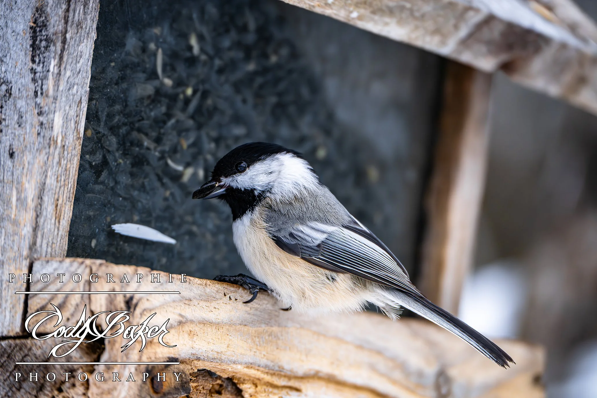 B25-Chickadee_01.jpg