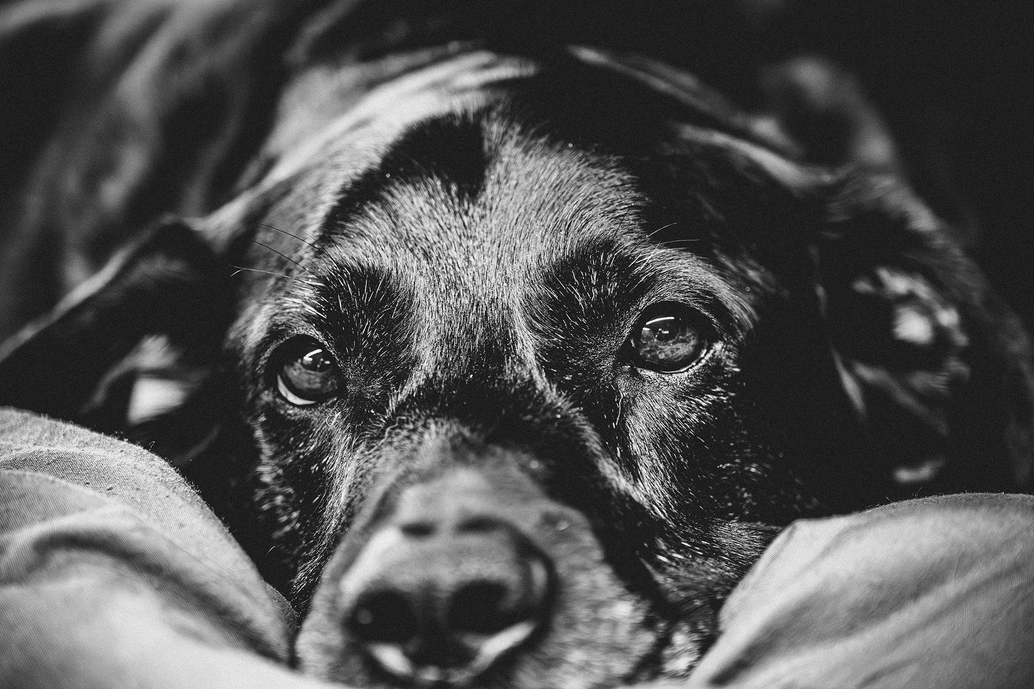 Dogs-08.jpg