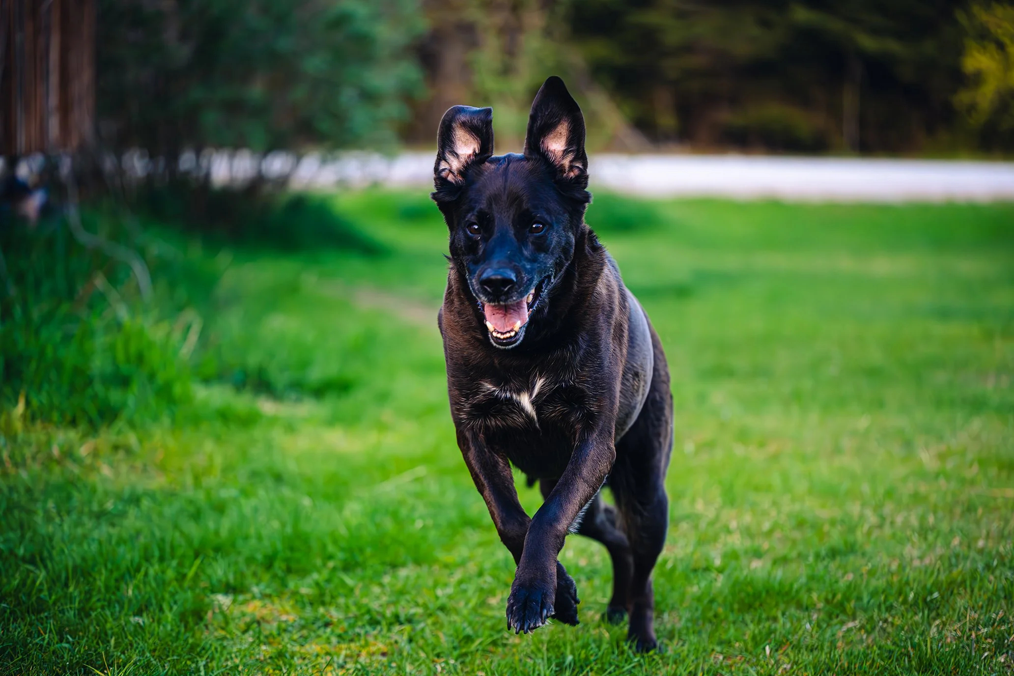Dogs-04.jpg