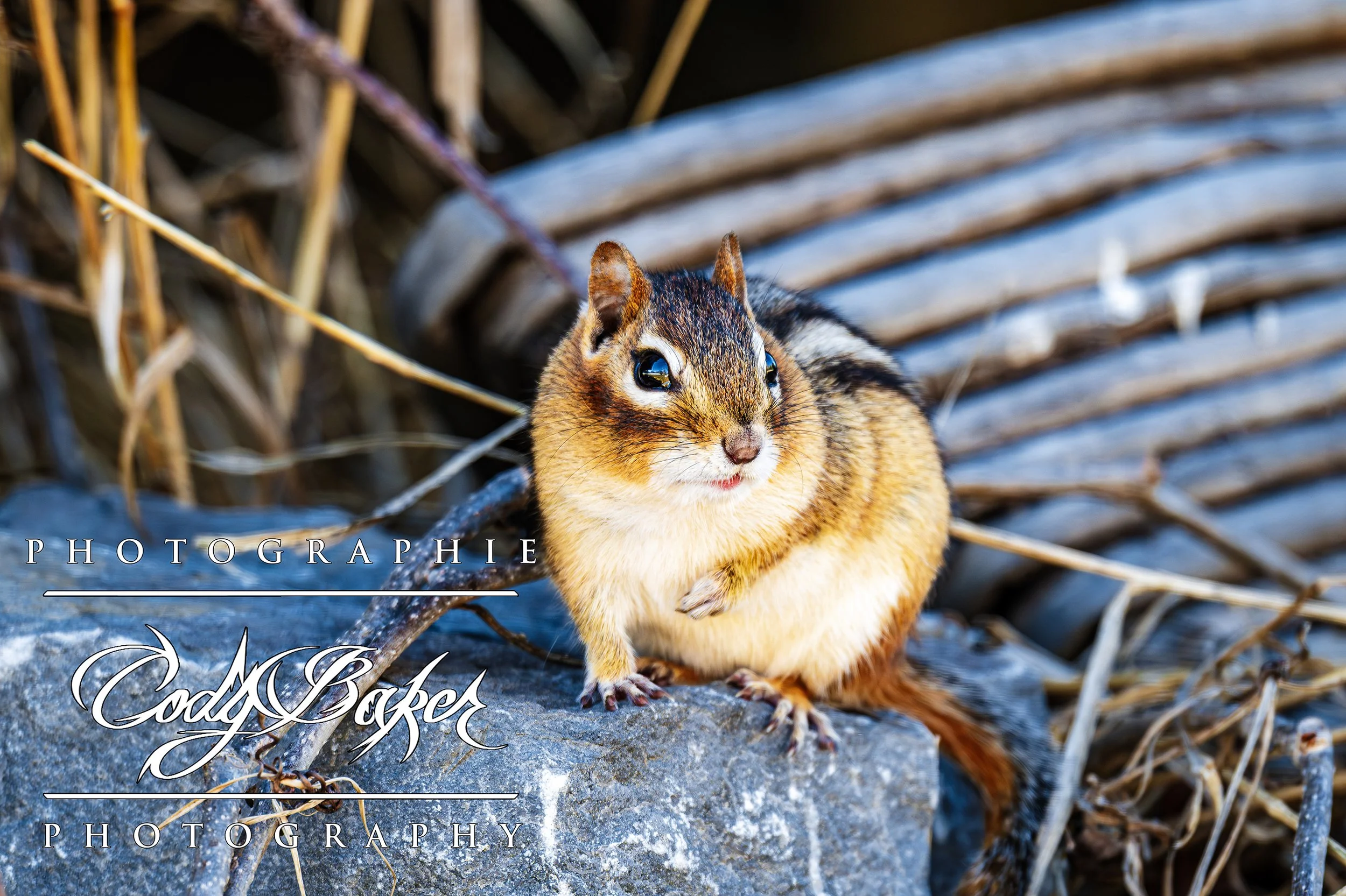 A26-Chipmunks_01.jpg