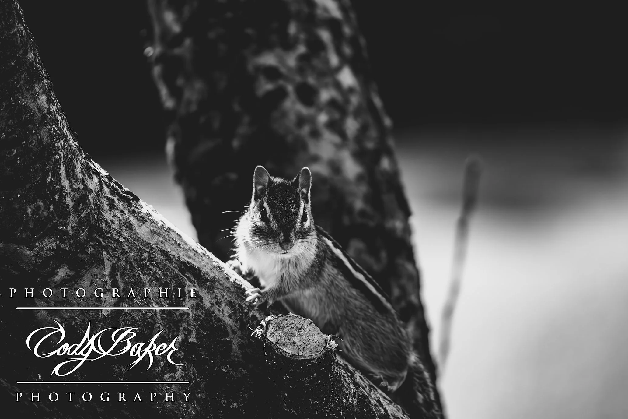 A25-Chipmunks_02.jpg