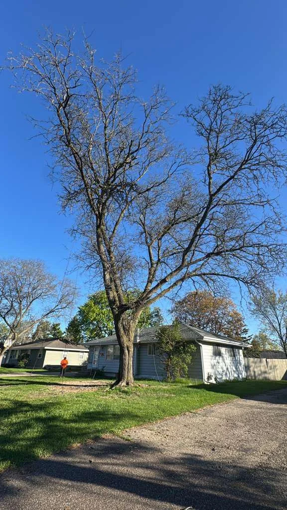 A tall, leafless tree stands in front of a gray house with a porch, on a sunny day with a clear blue sky, surrounded by other trees and houses.