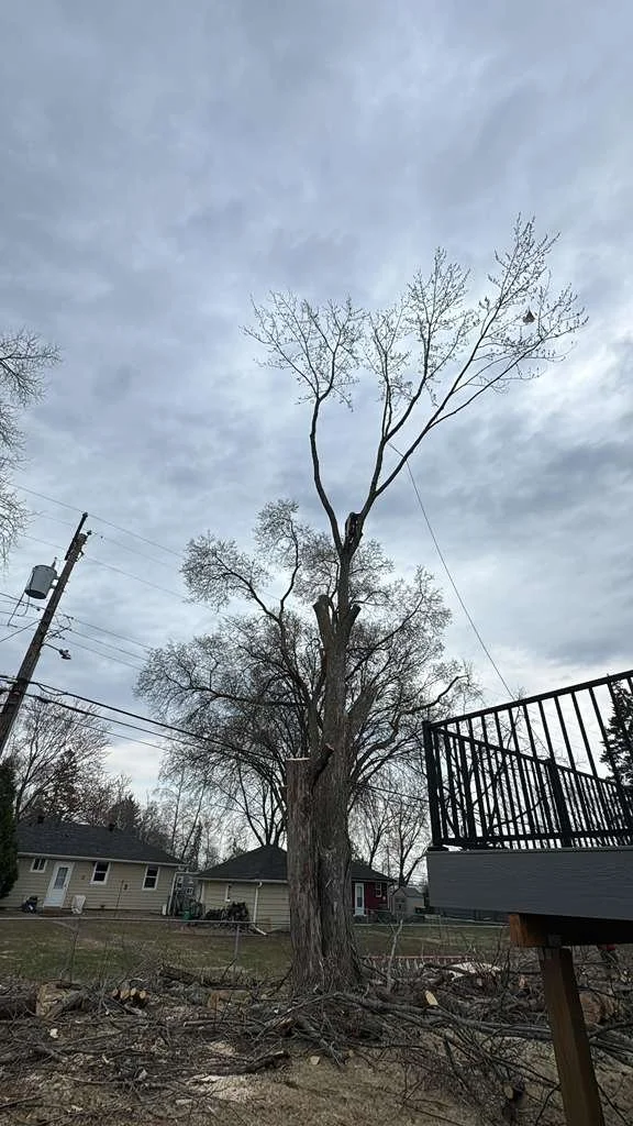 A tall tree with few leaves against a cloudy sky in a residential backyard, with power lines and houses in the background.