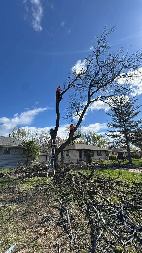 Two workers in orange safety gear trimming a tall, leafless tree with a ladder leaning against it, in a residential neighborhood with fallen branches on the ground and houses in the background.