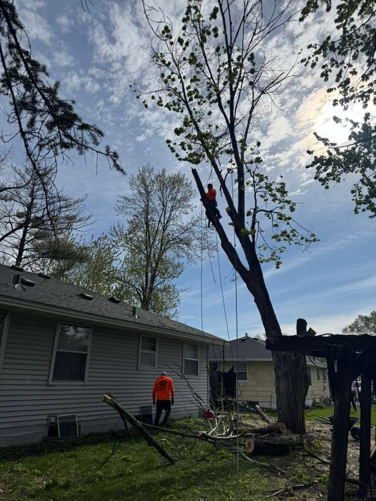 Two workers cutting down a tall tree in a backyard, one is climbing the tree with equipment, and the other is standing on the ground.
